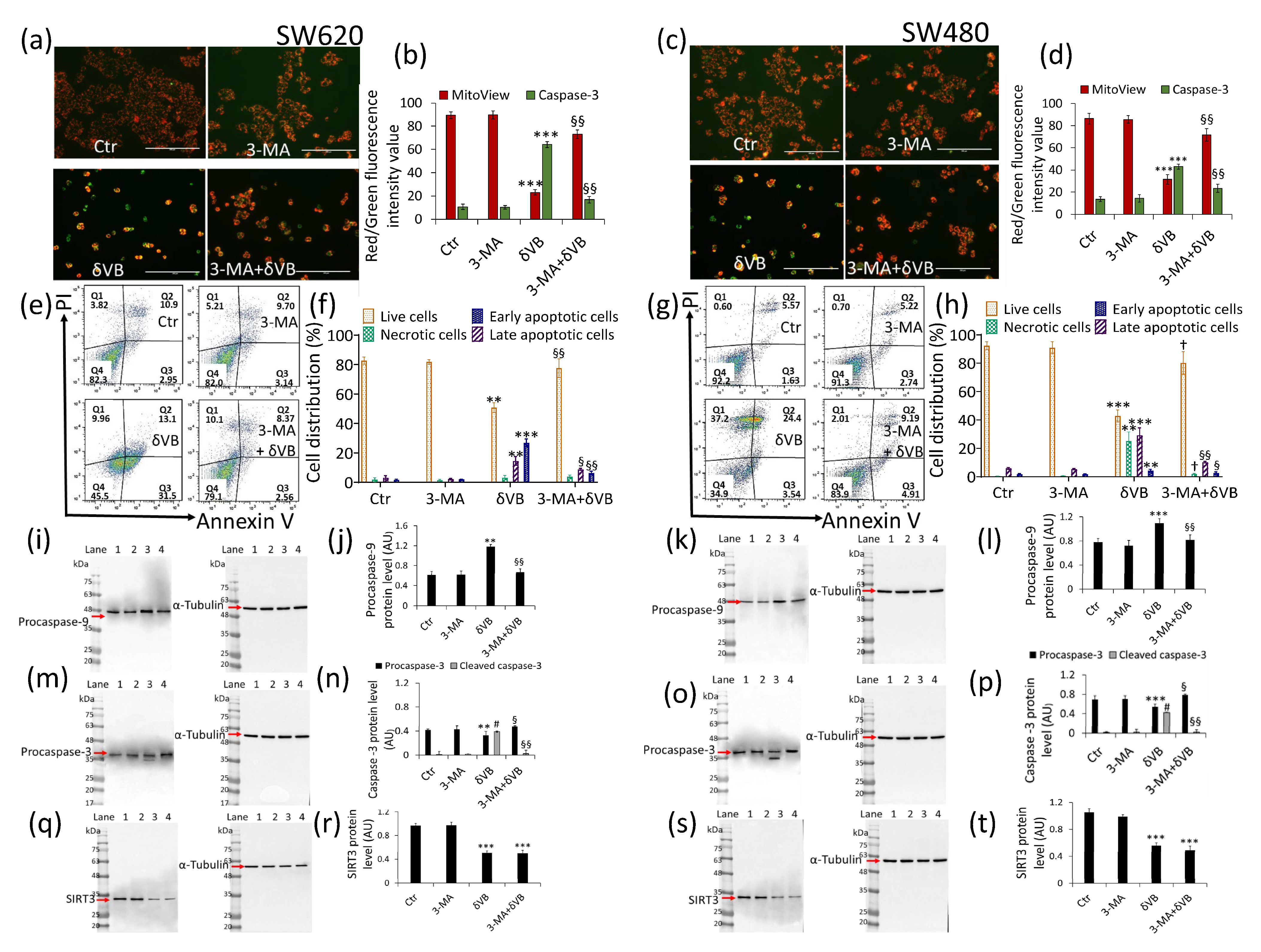 Ijms 22 08117 g007 550