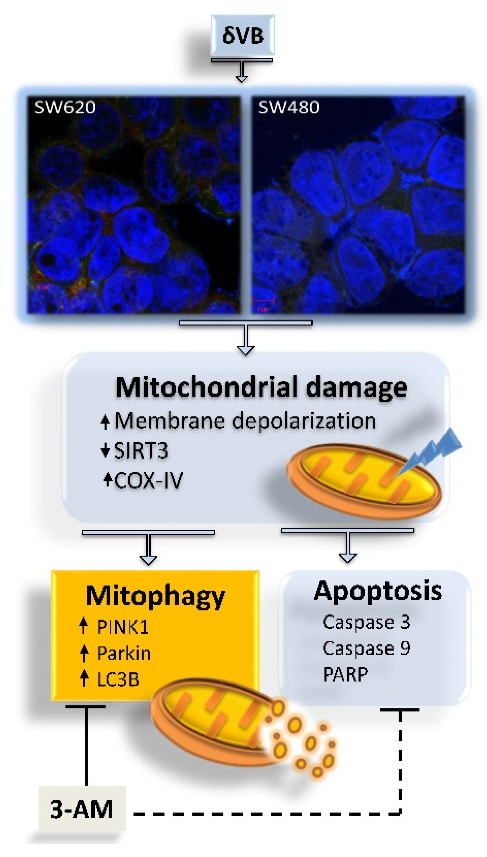 Ijms 22 08117 g008 550