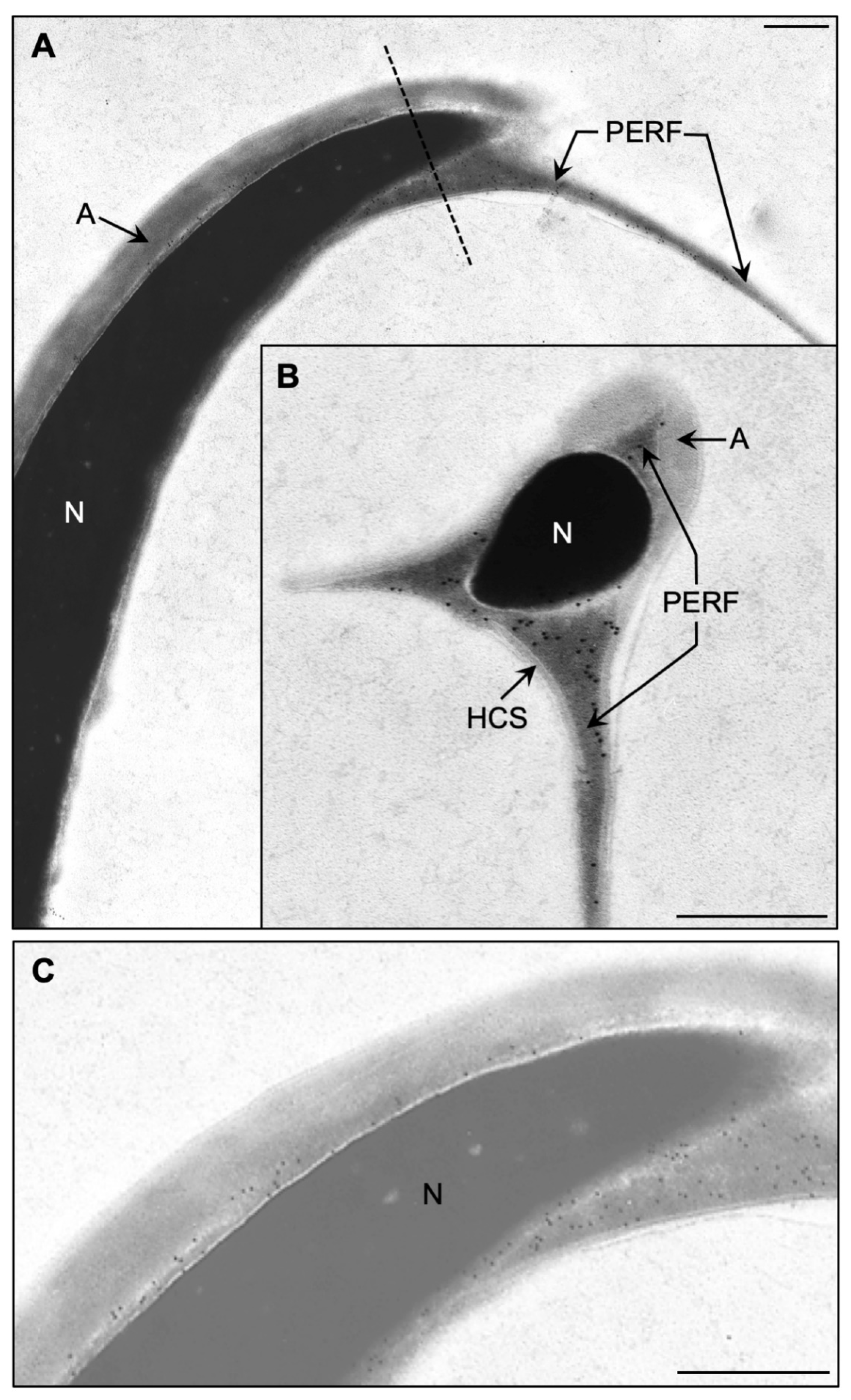 Ijms 22 08119 g003 550