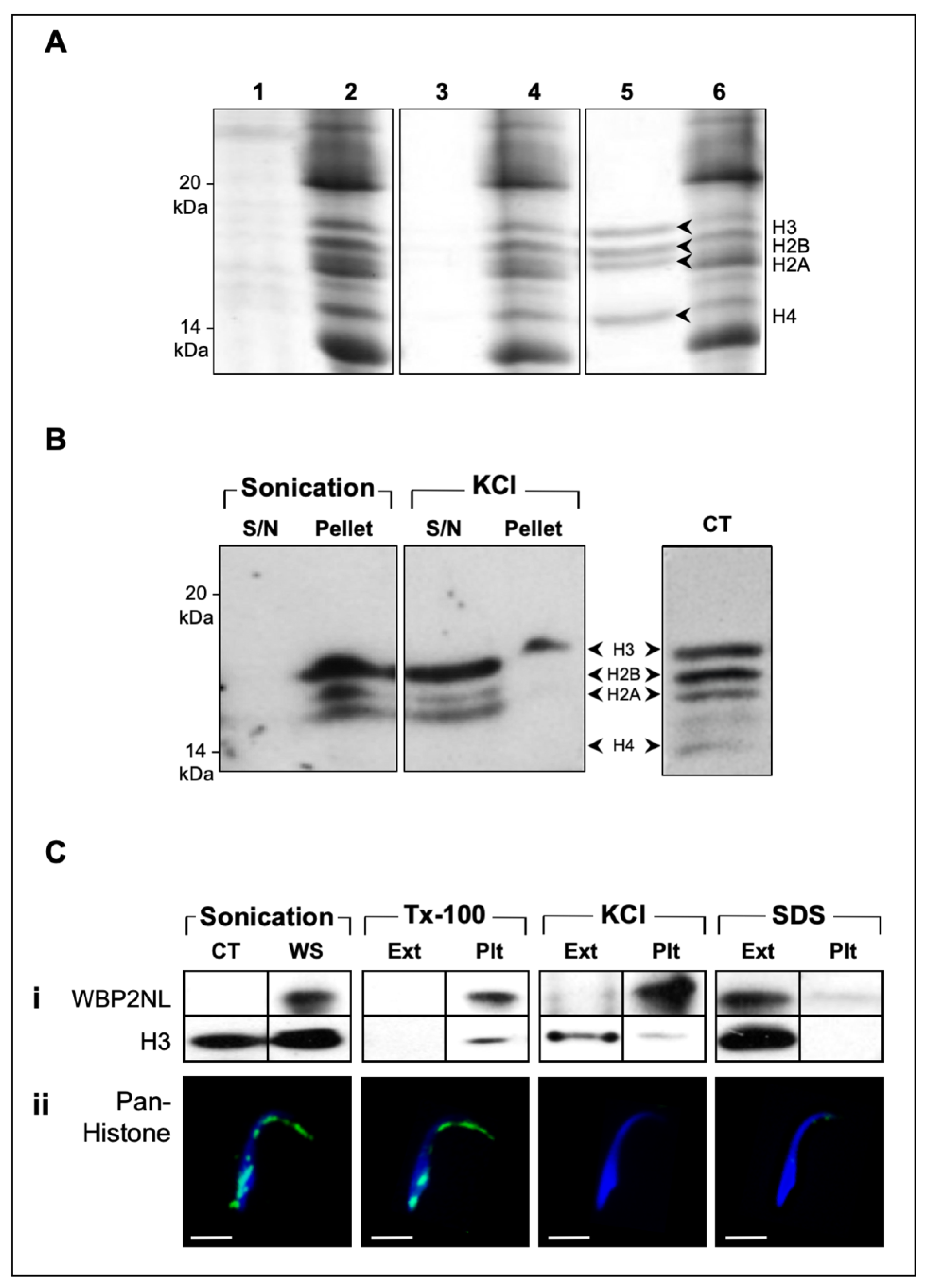 Ijms 22 08119 g004 550