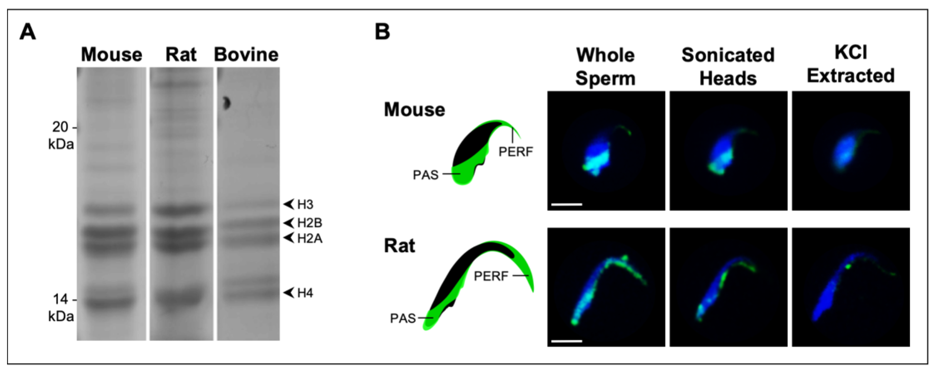 Ijms 22 08119 g005 550