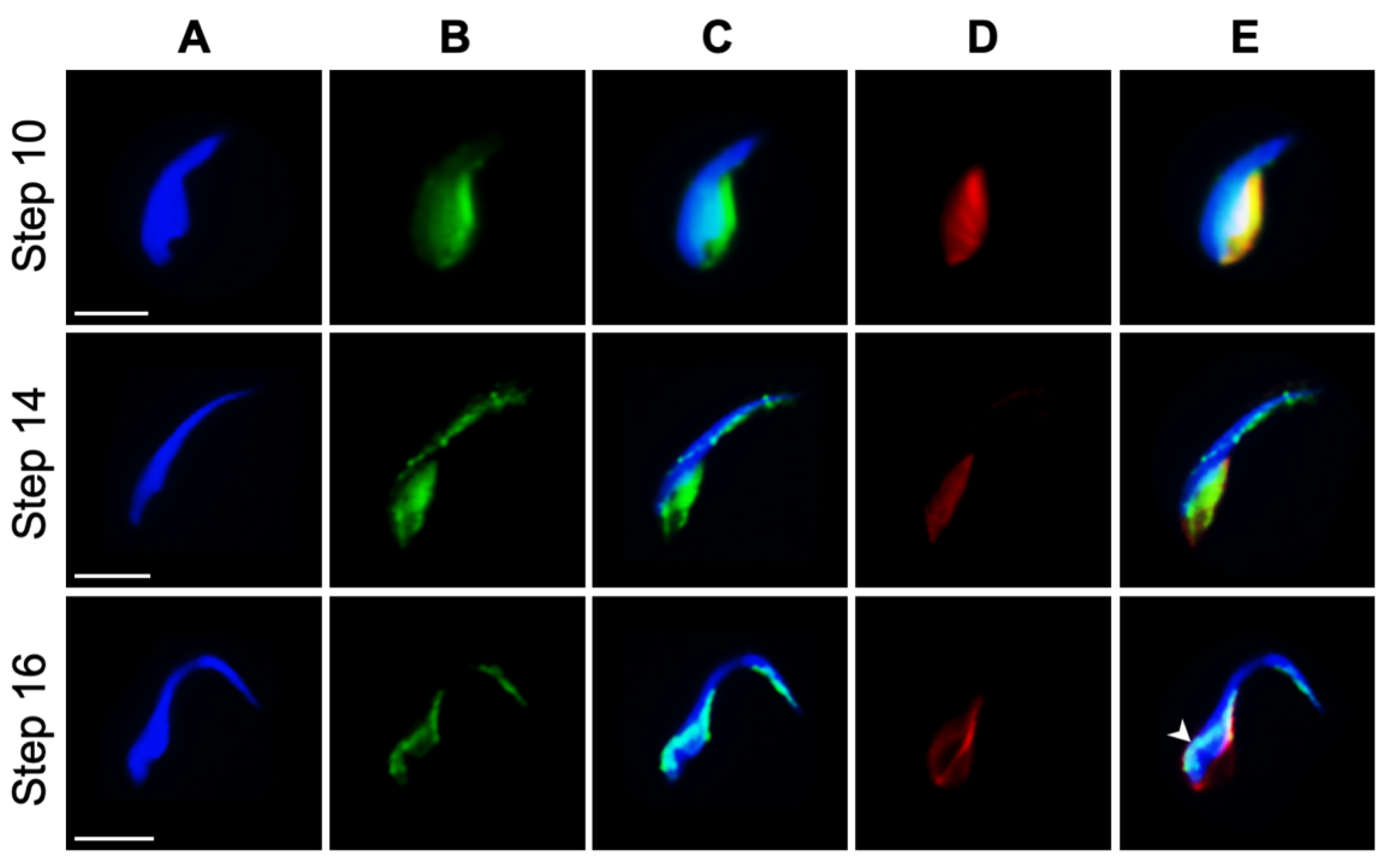 Ijms 22 08119 g008 550