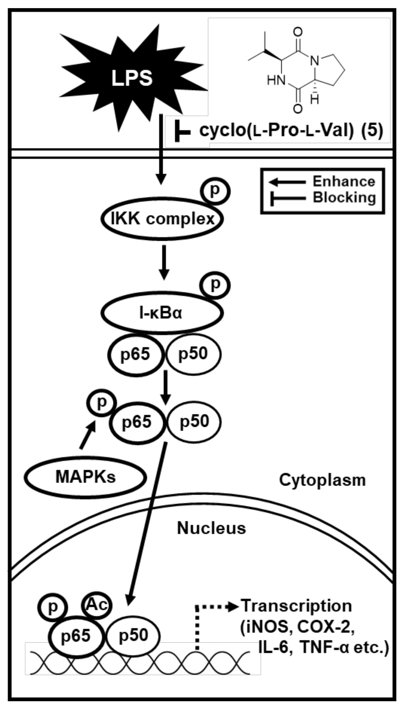 Ijms 22 08120 g006 550