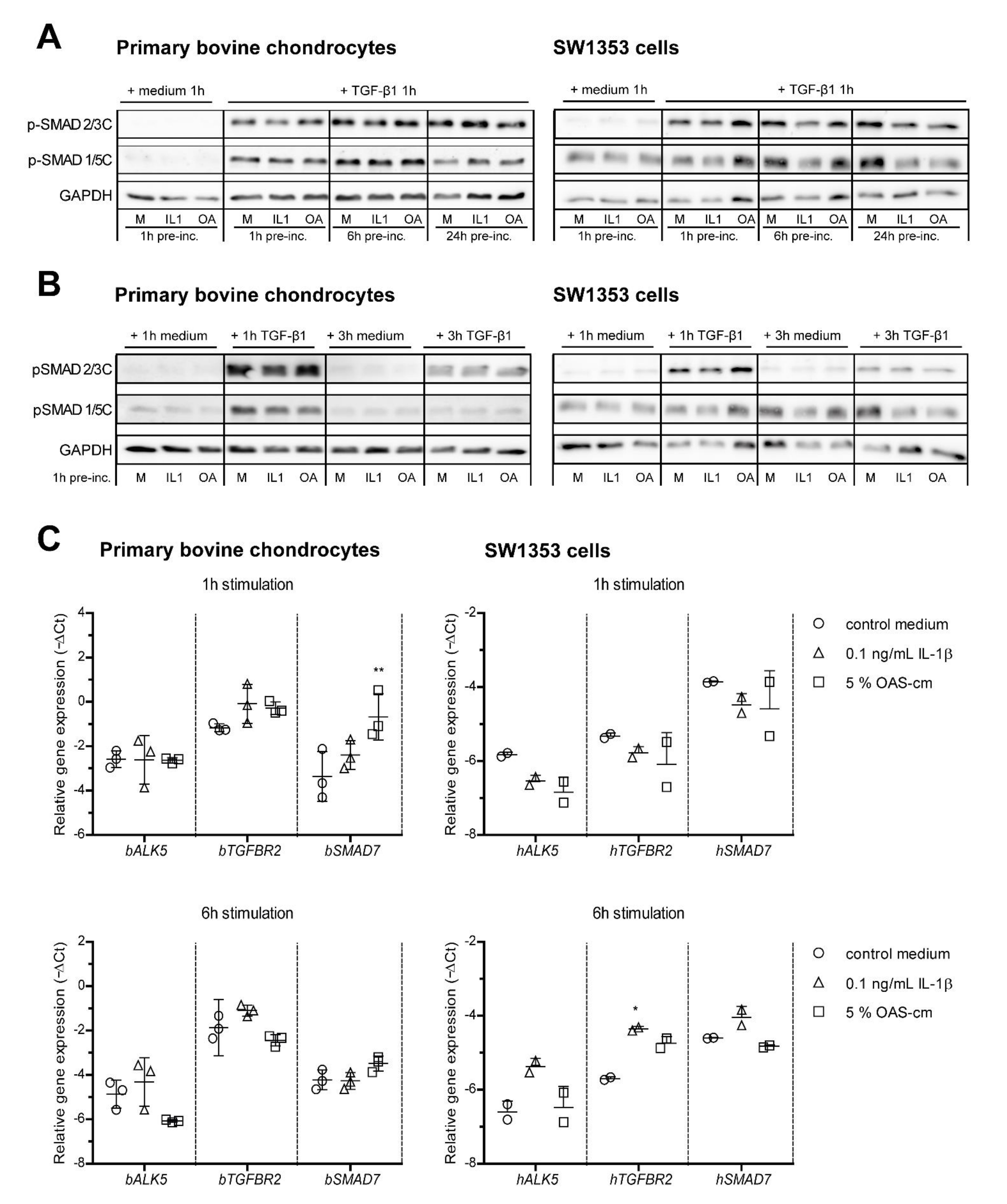 Ijms 22 08124 g003 Ijms 22 08124 g003