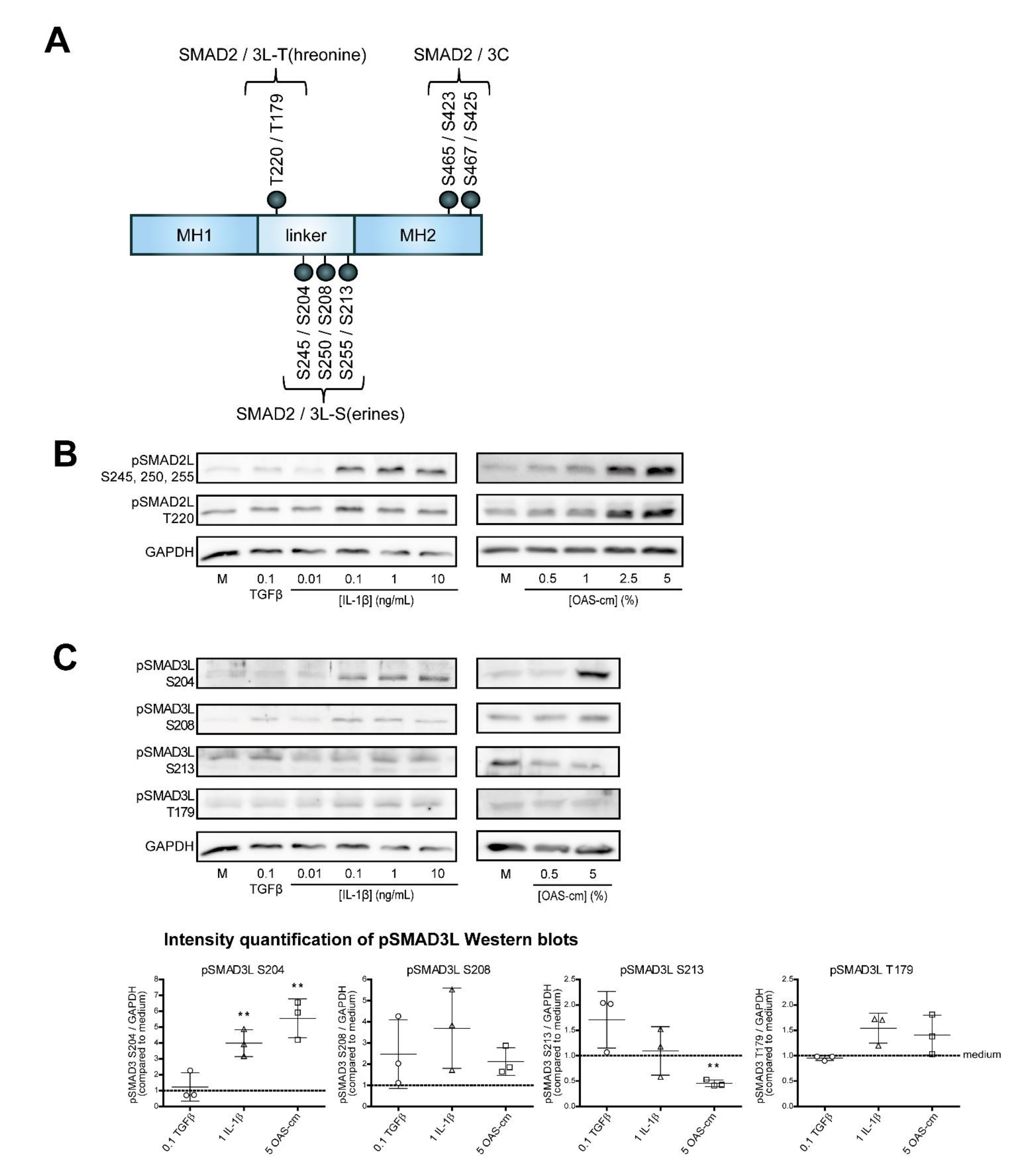 Ijms 22 08124 g004 Ijms 22 08124 g004