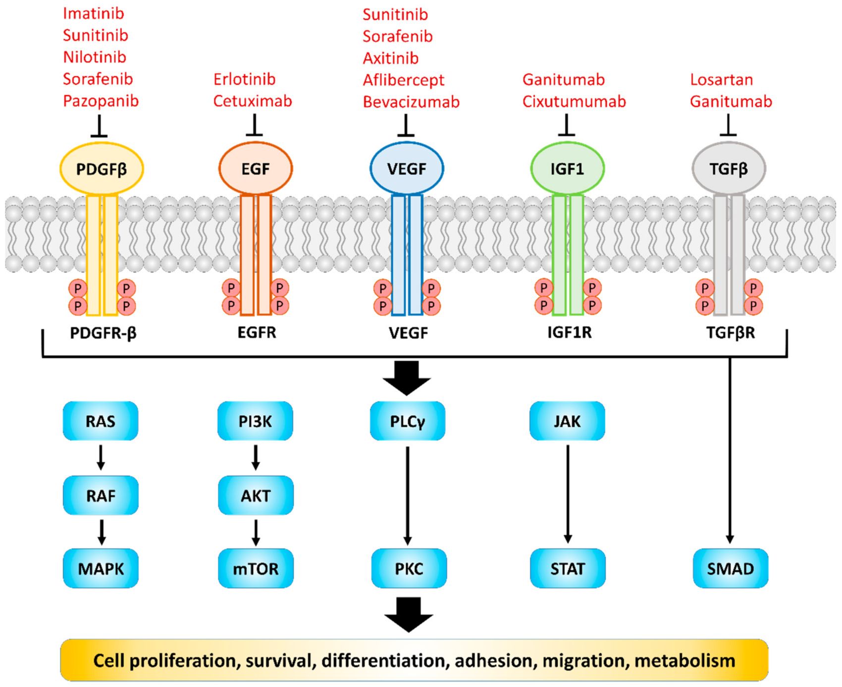 Ijms 22 08125 g001 Ijms 22 08125 g001