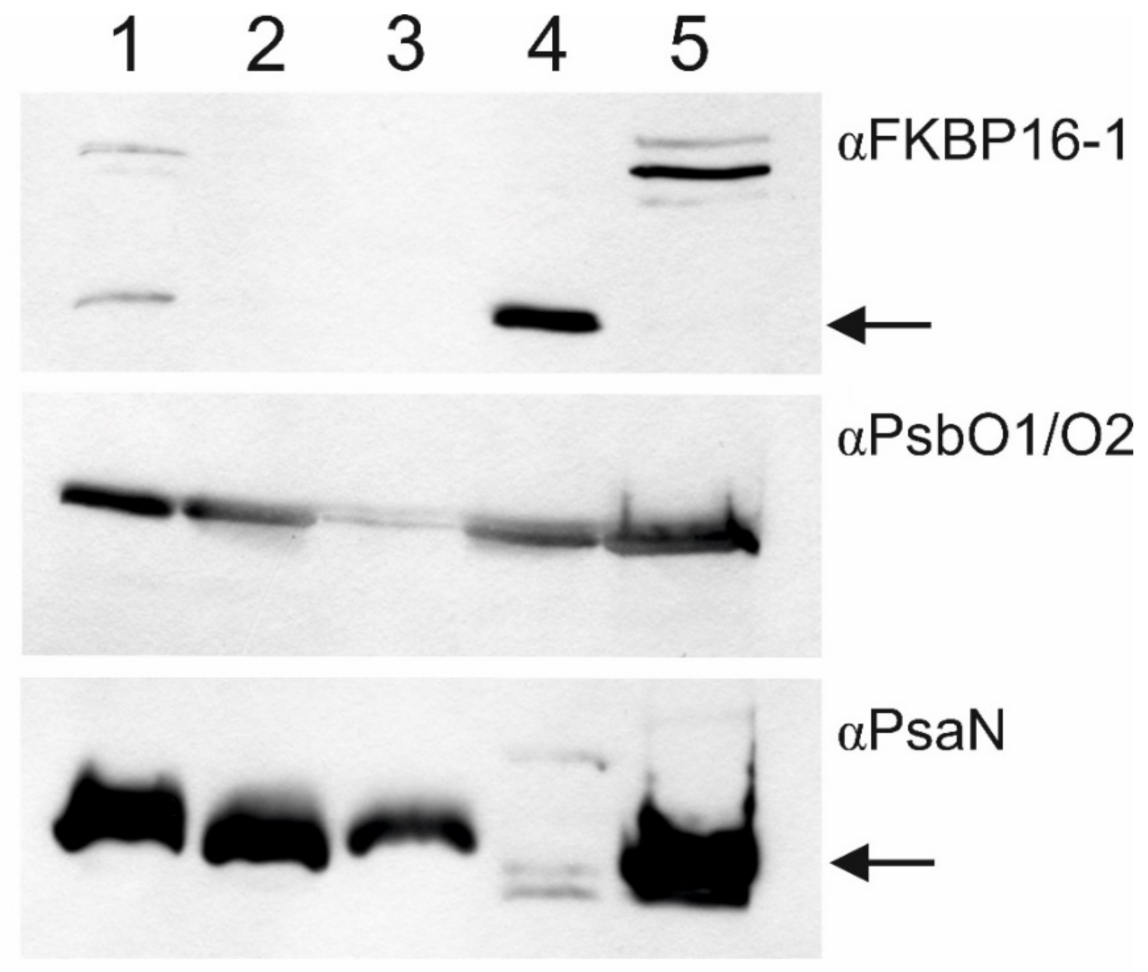 Ijms 22 08126 g002 550