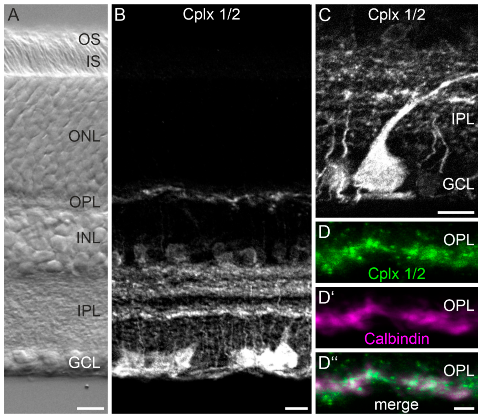 Ijms 22 08131 g001 550