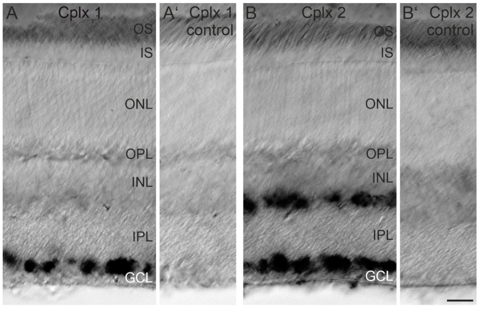 Ijms 22 08131 g002 550