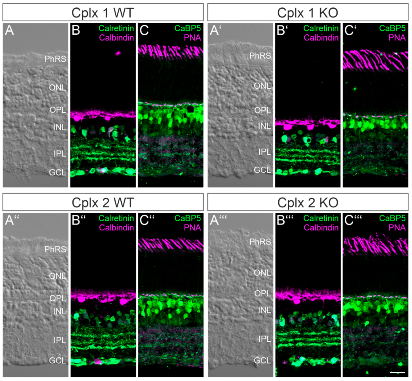 Ijms 22 08131 g003 550