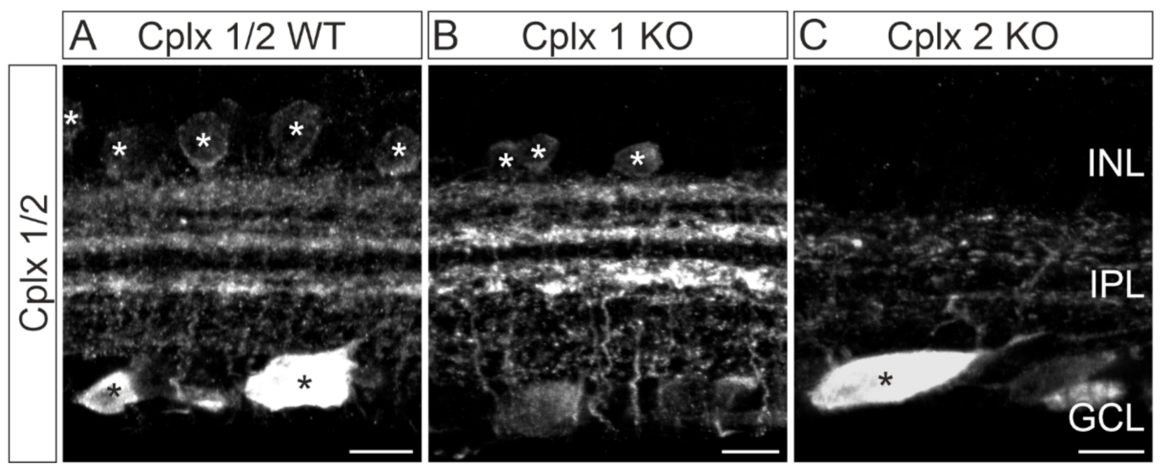 Ijms 22 08131 g004 550