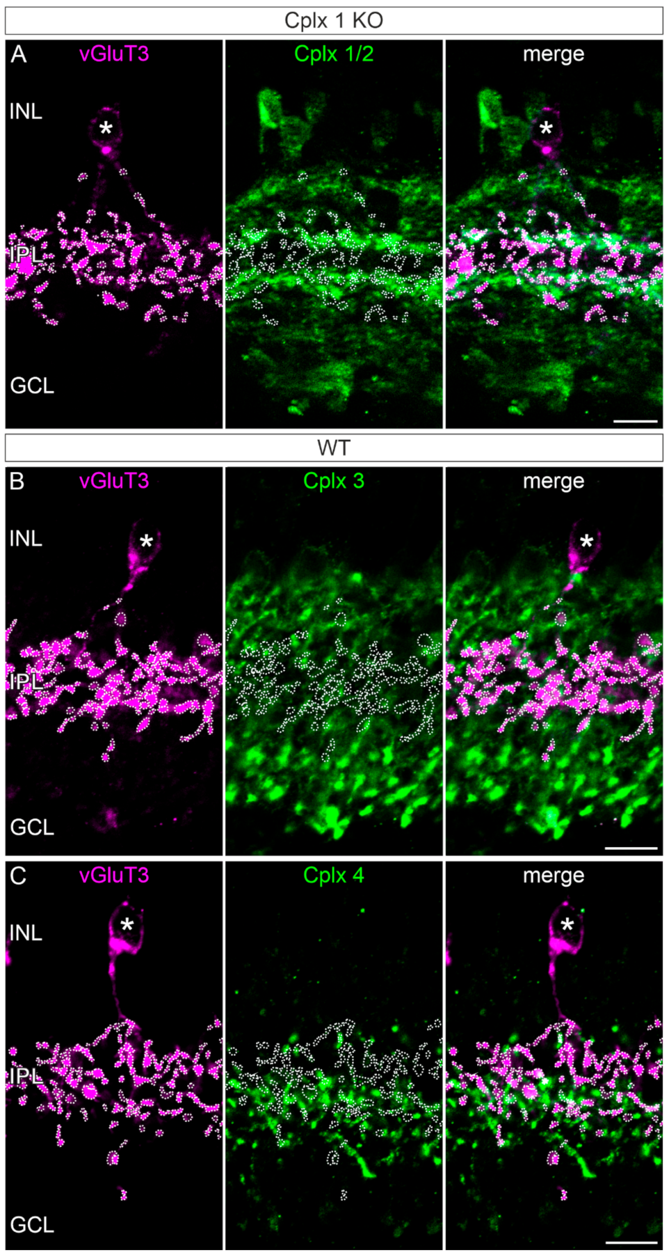 Ijms 22 08131 g007 550
