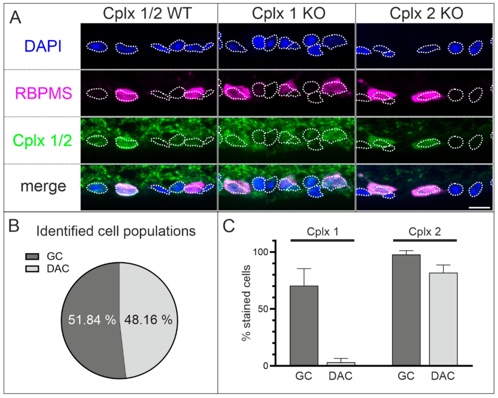 Ijms 22 08131 g008 550