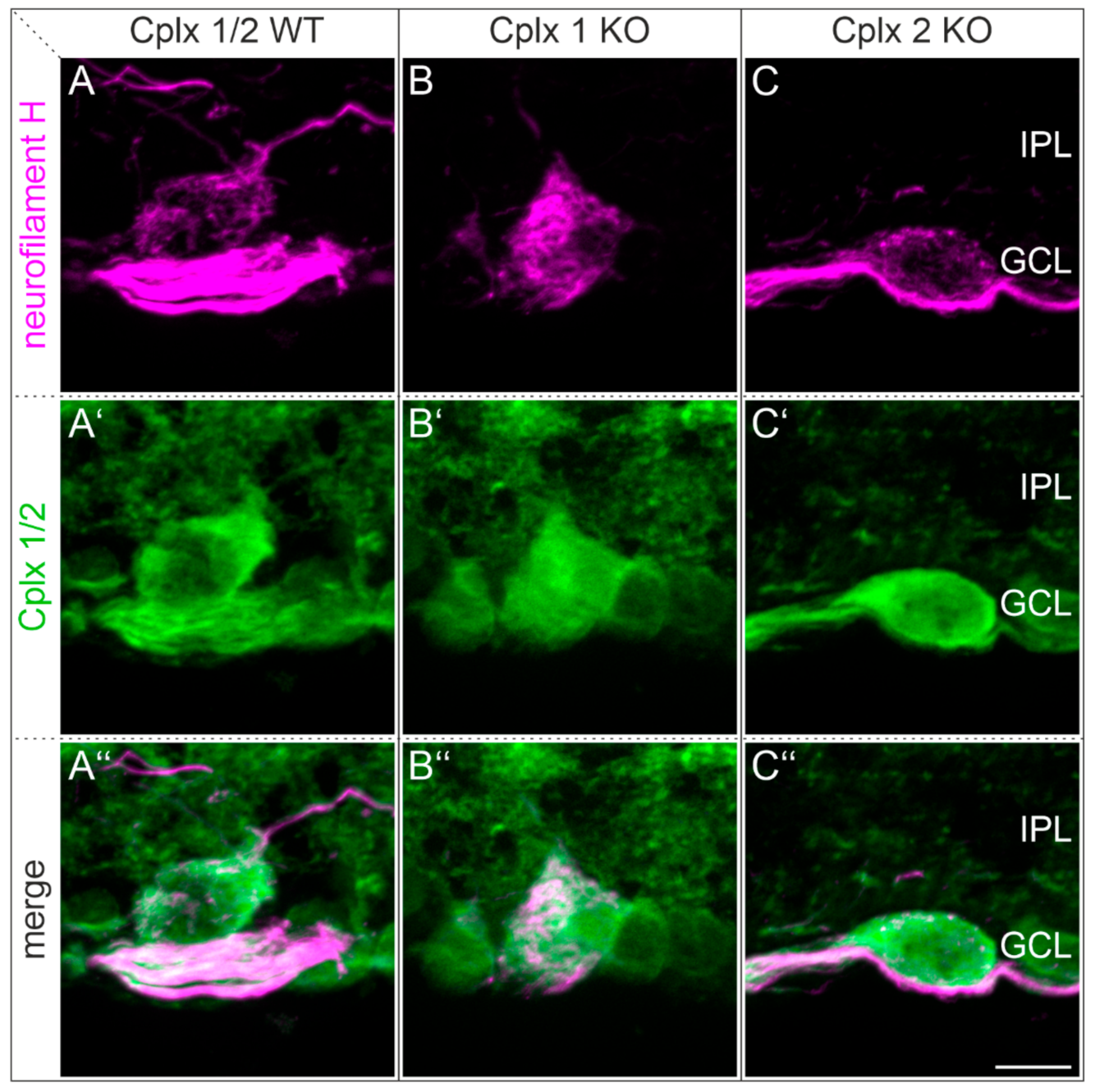 Ijms 22 08131 g009 550
