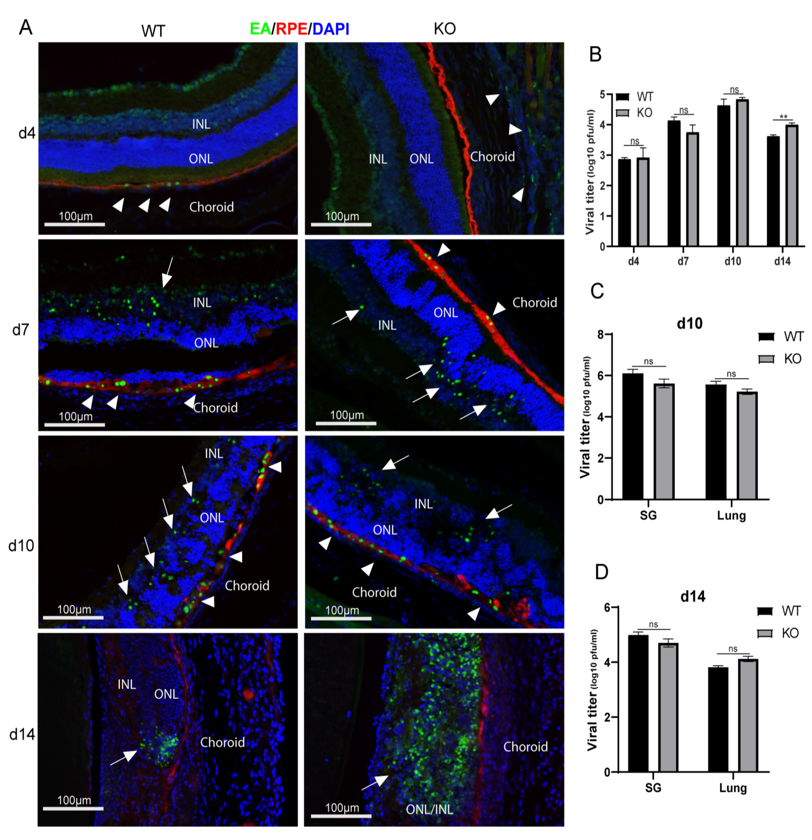 Ijms 22 08135 g001 Ijms 22 08135 g001