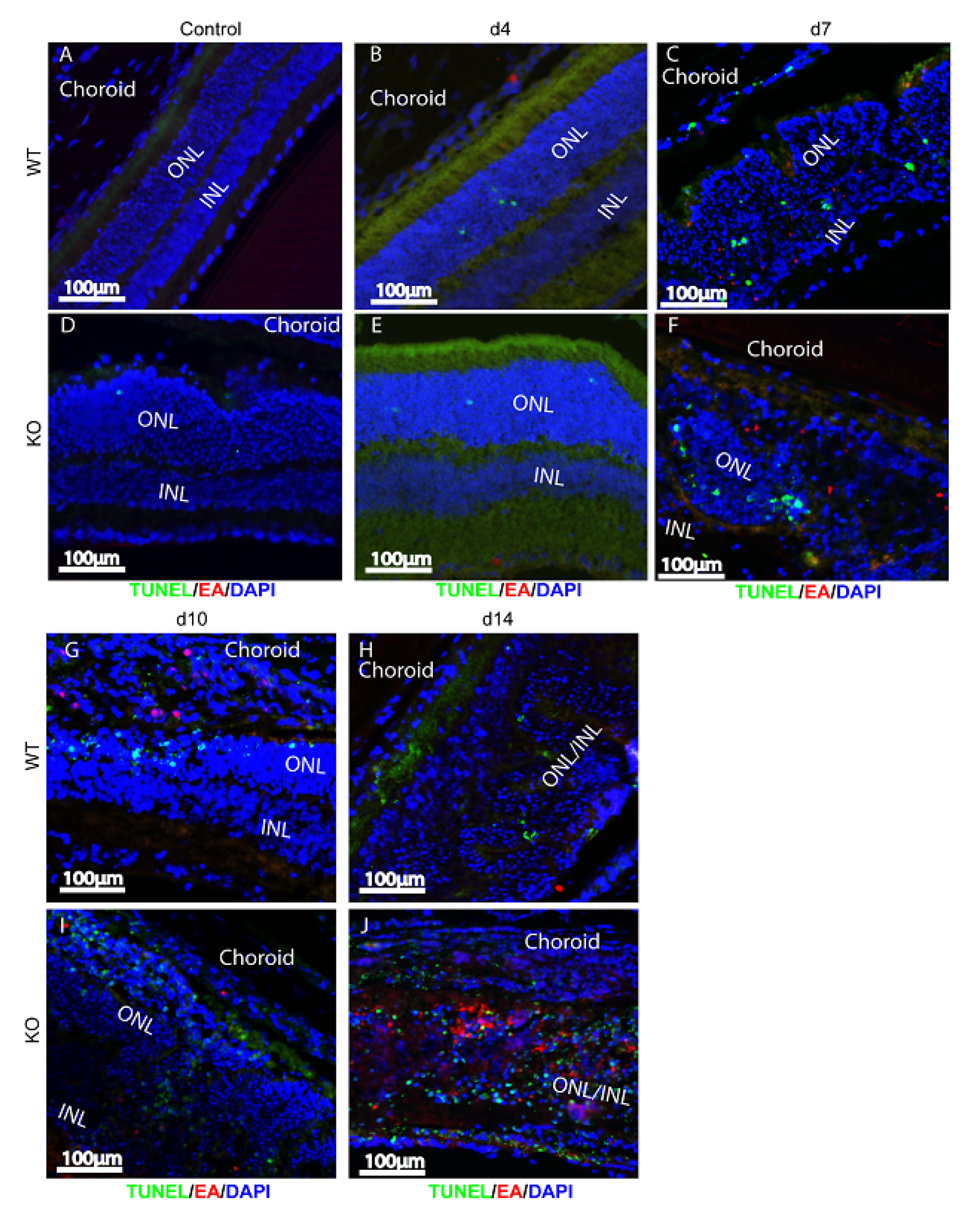 Ijms 22 08135 g004 Ijms 22 08135 g004