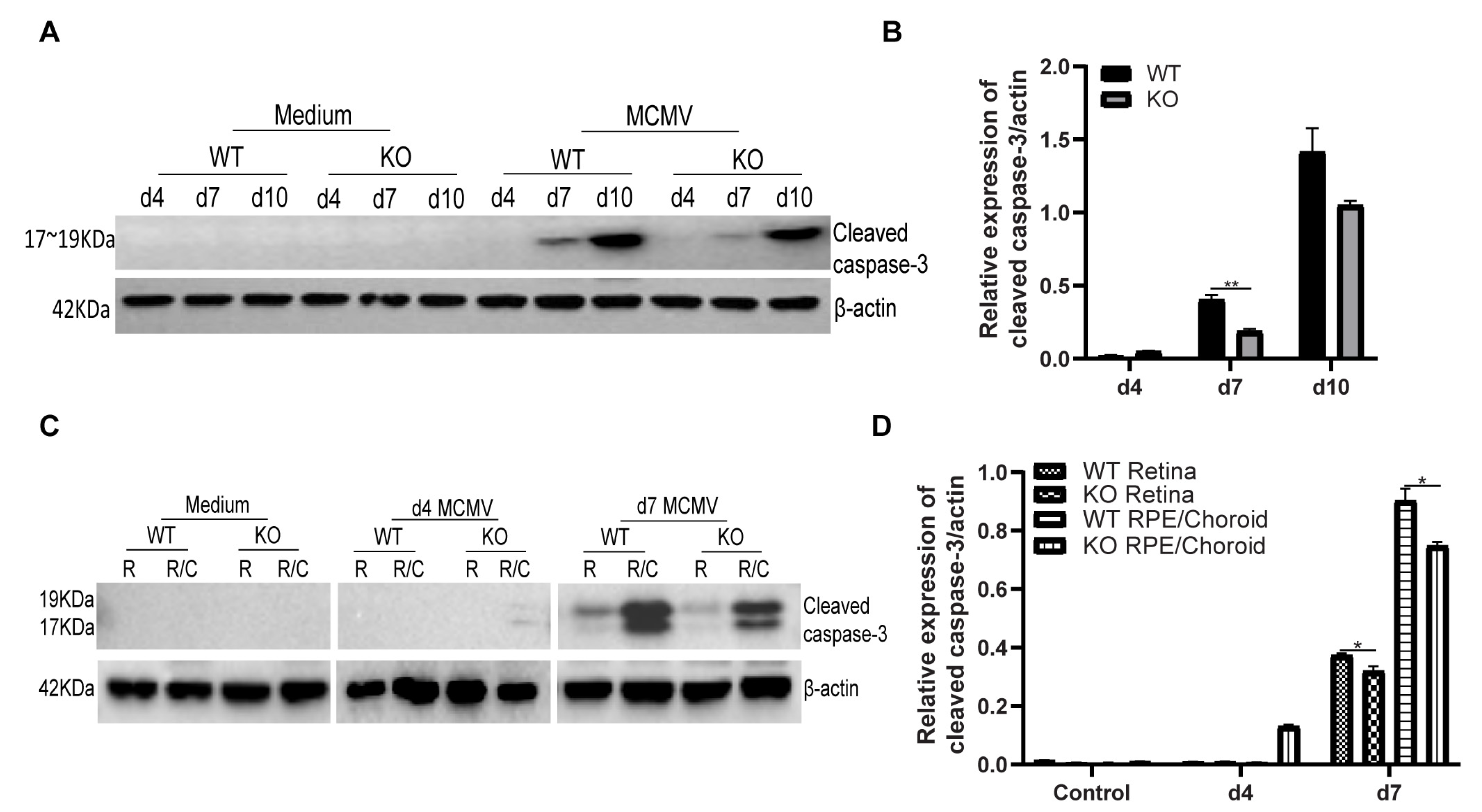 Ijms 22 08135 g005 Ijms 22 08135 g005