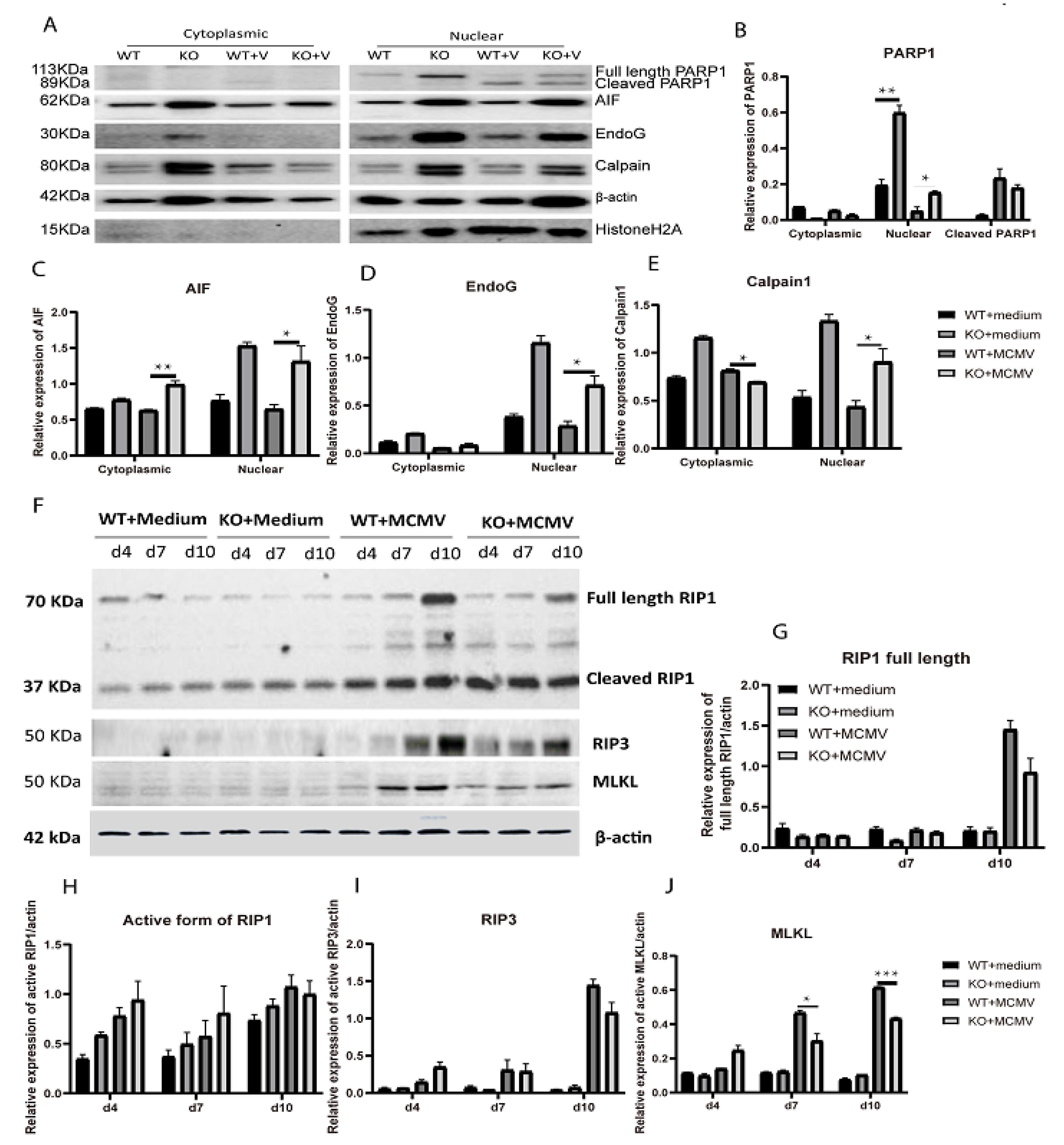 Ijms 22 08135 g006 Ijms 22 08135 g006