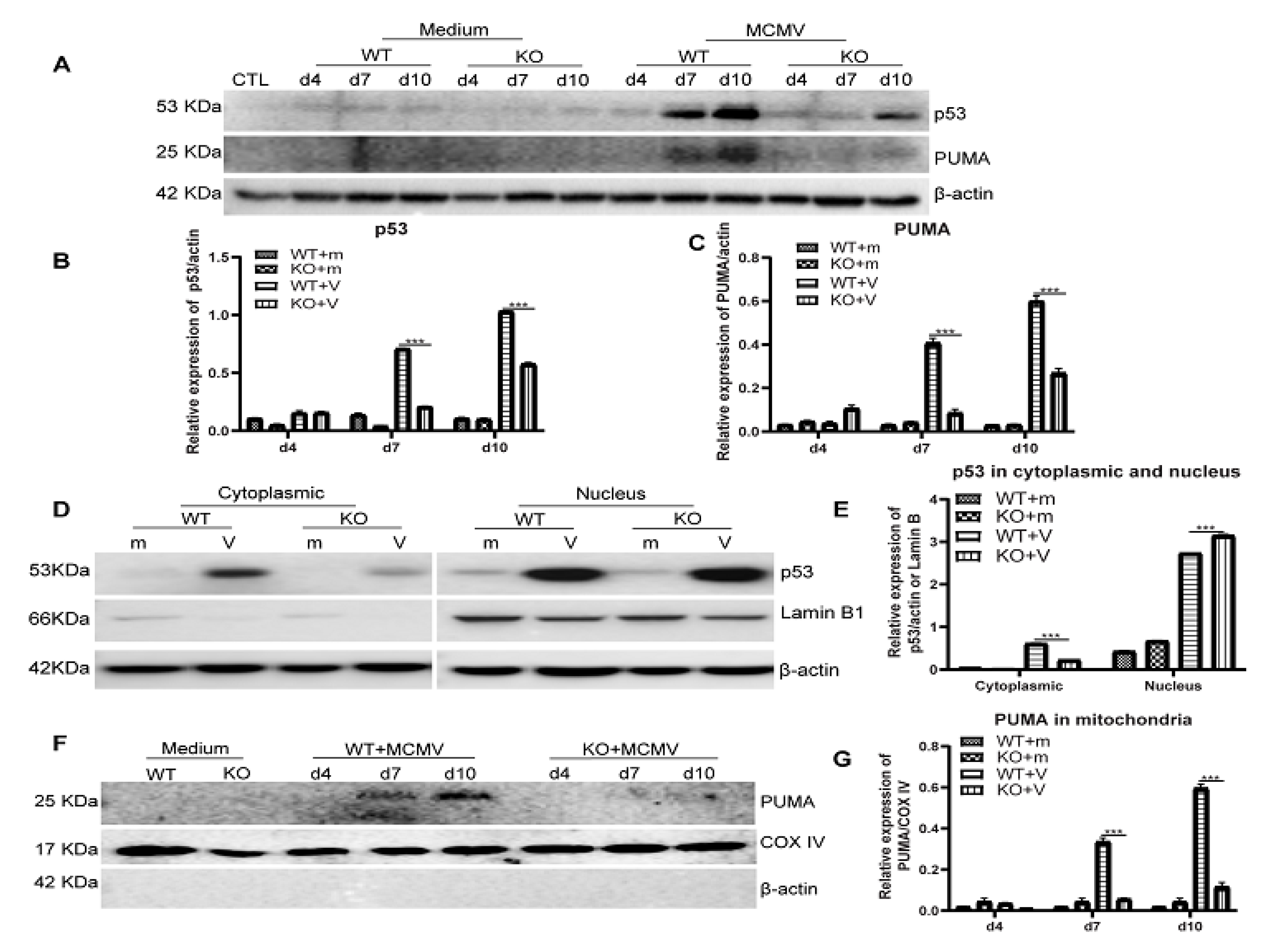 Ijms 22 08135 g007 Ijms 22 08135 g007