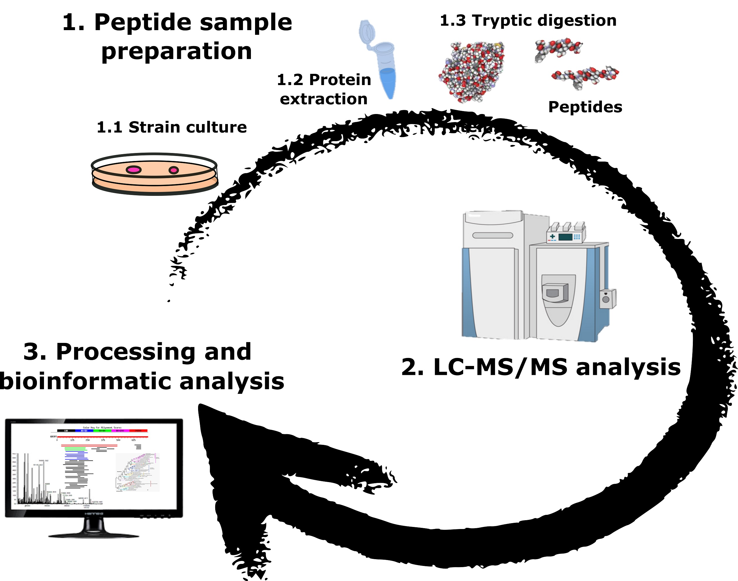 Ijms Free Full Text Proteomic Characterization Of Antibiotic Resistance In Listeria And Production Of Antimicrobial And Virulence Factors Html