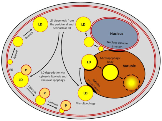 Speedy lipid breakdown Speedy lipid breakdown