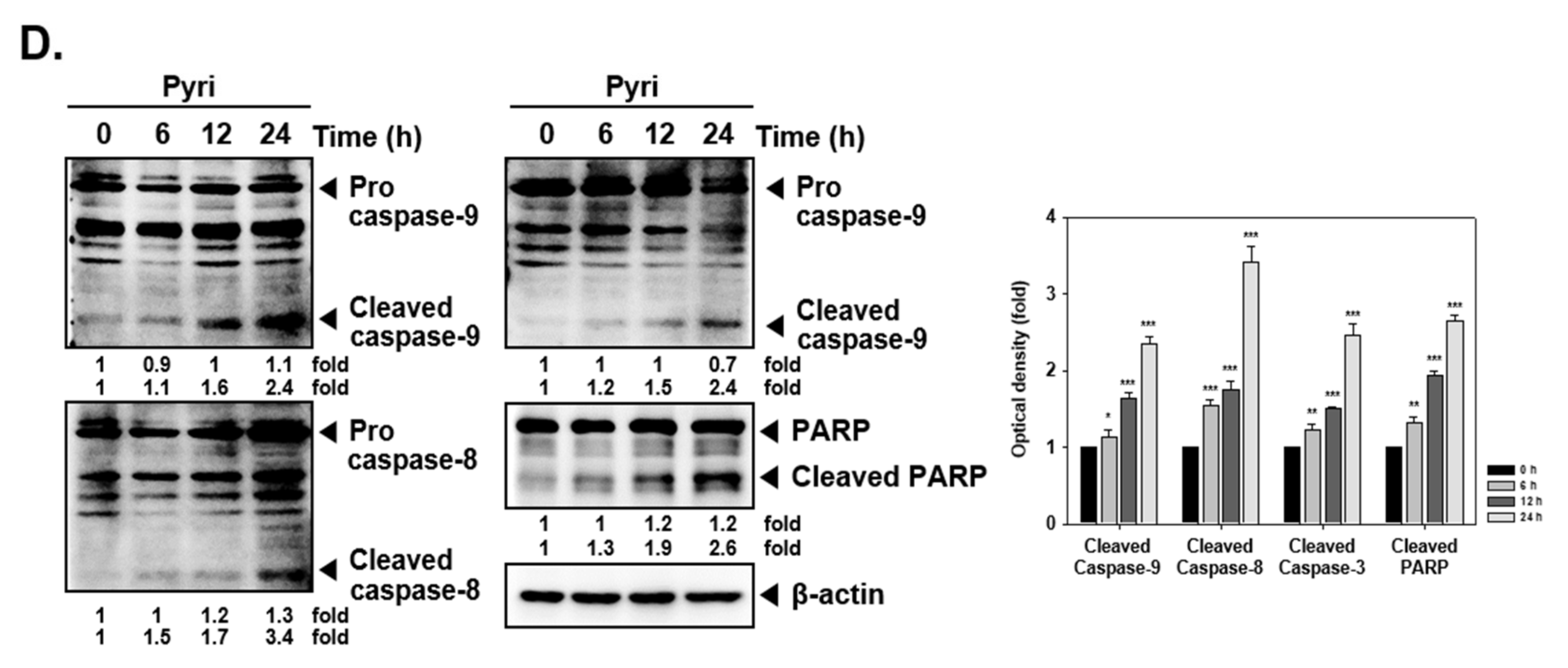 Ijms 22 08147 g002b Ijms 22 08147 g002b
