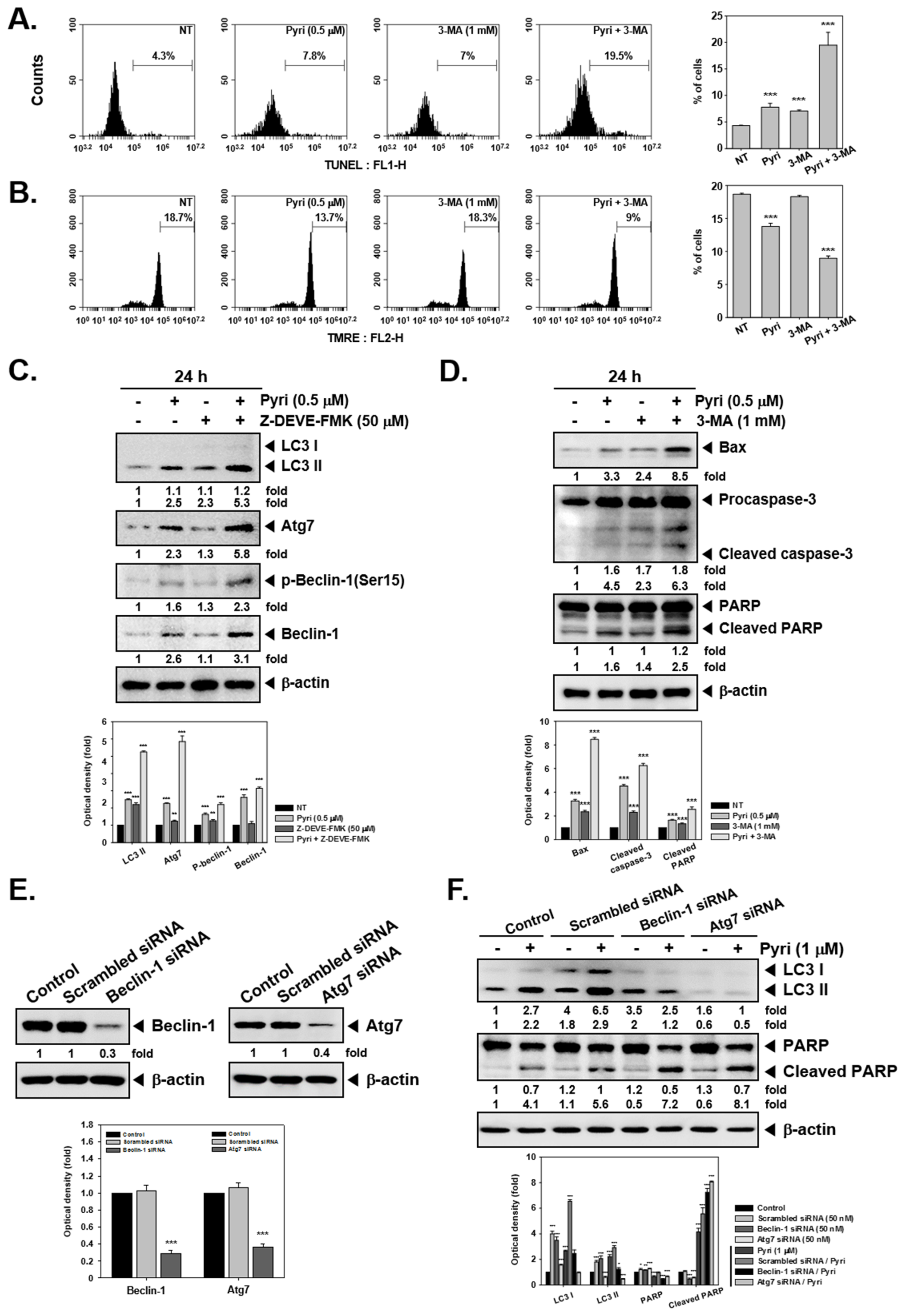 Ijms 22 08147 g004 Ijms 22 08147 g004
