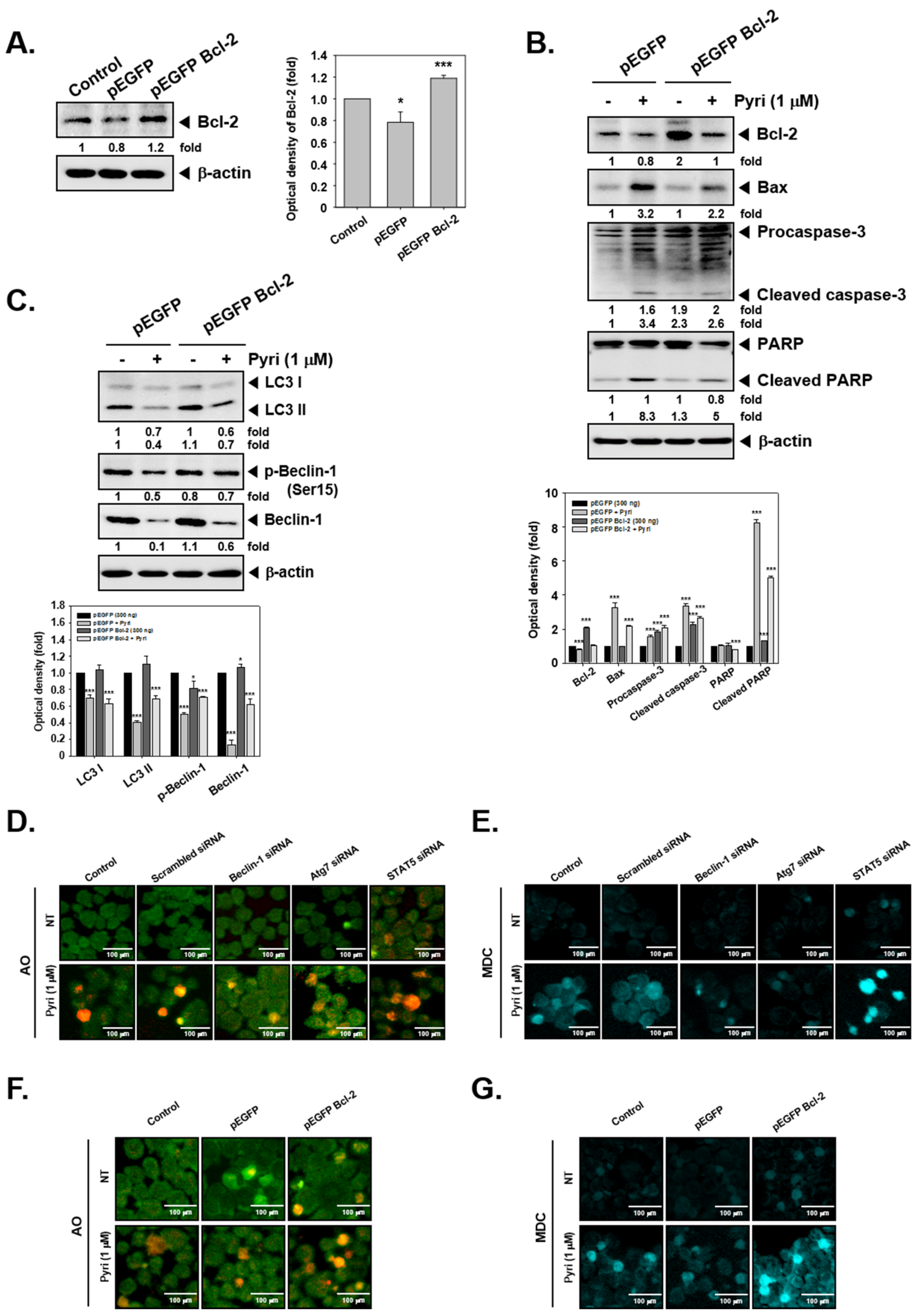Ijms 22 08147 g006 Ijms 22 08147 g006