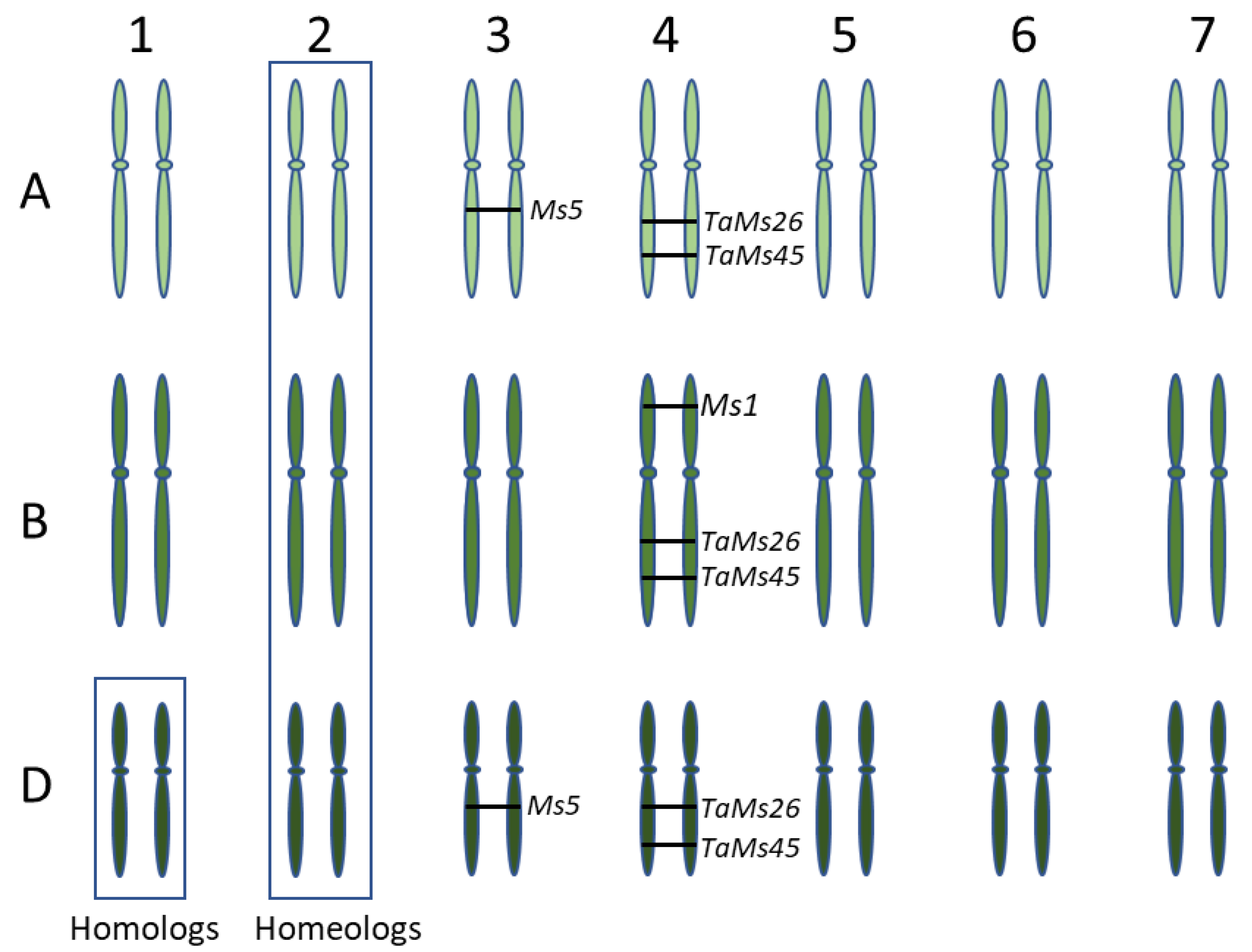 Male Fertility Genes in Bread Wheat (Triticum aestivum L