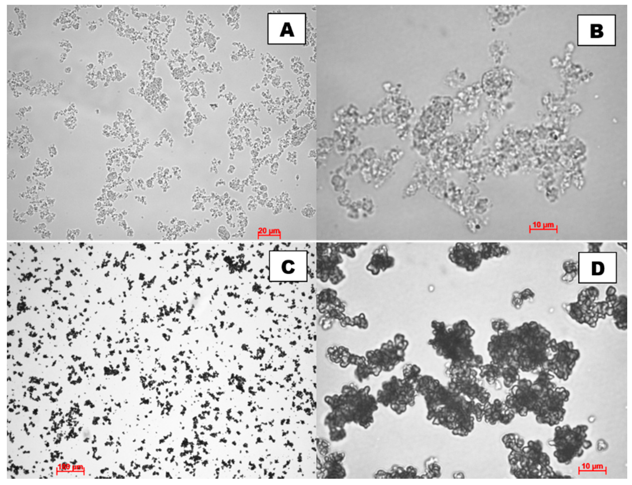 Ijms 22 08175 g002 Ijms 22 08175 g002