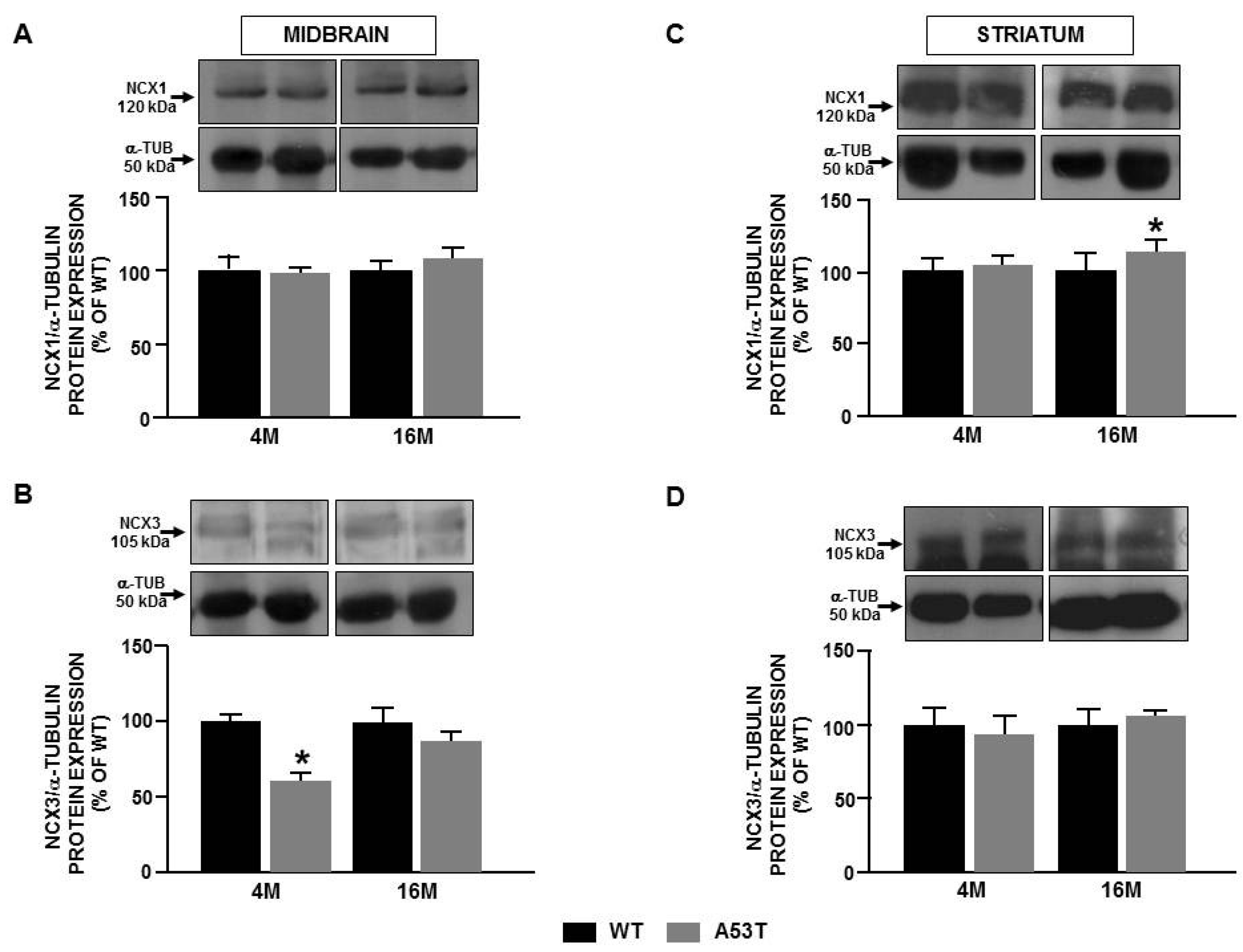 Ijms 22 08177 g002 Ijms 22 08177 g002