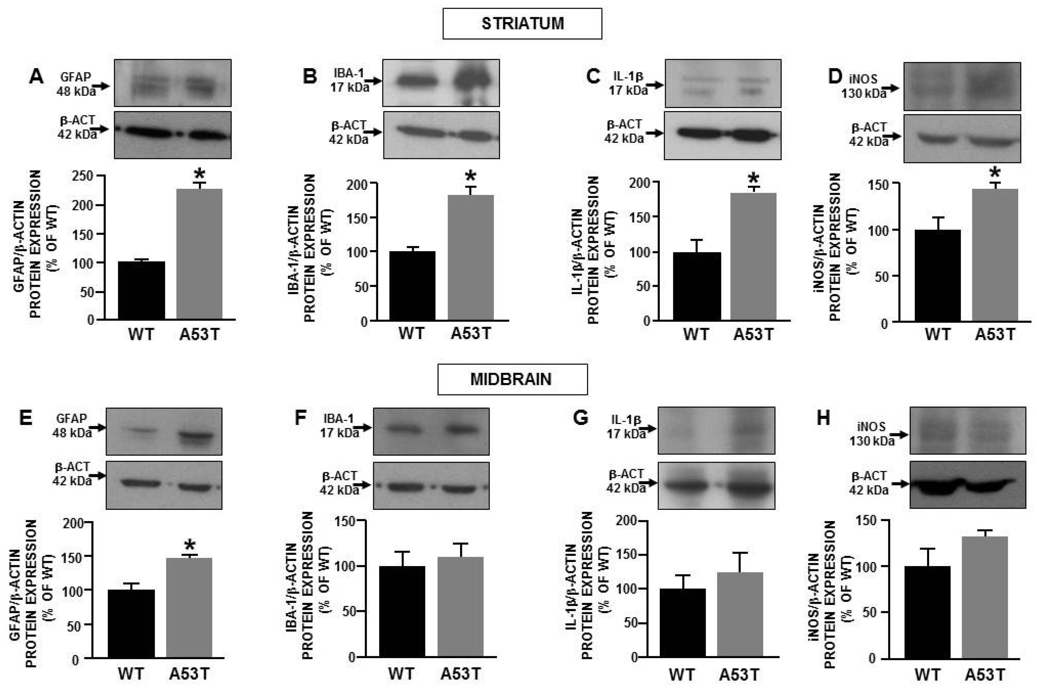 Ijms 22 08177 g004 Ijms 22 08177 g004