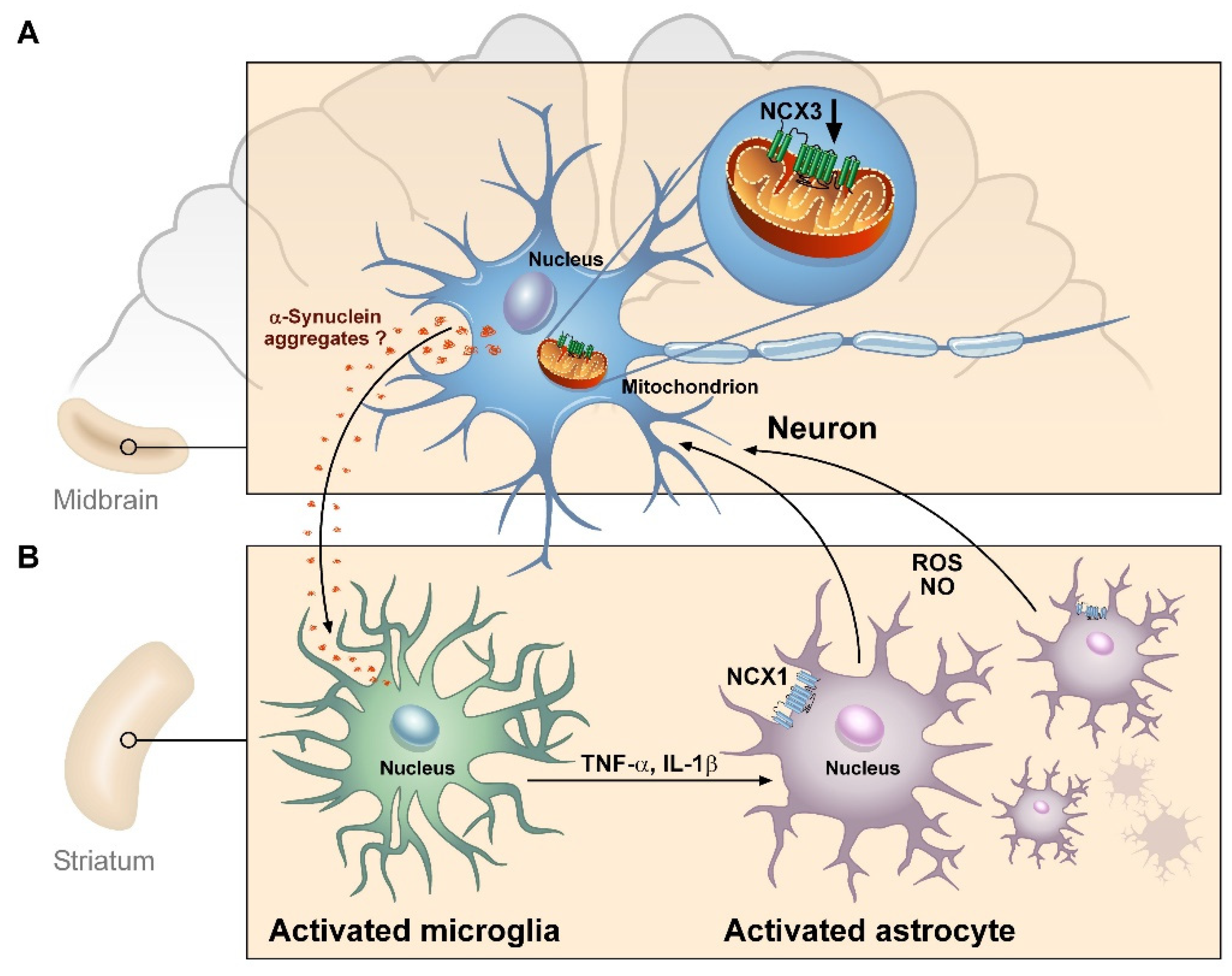 Ijms 22 08177 g005 Ijms 22 08177 g005