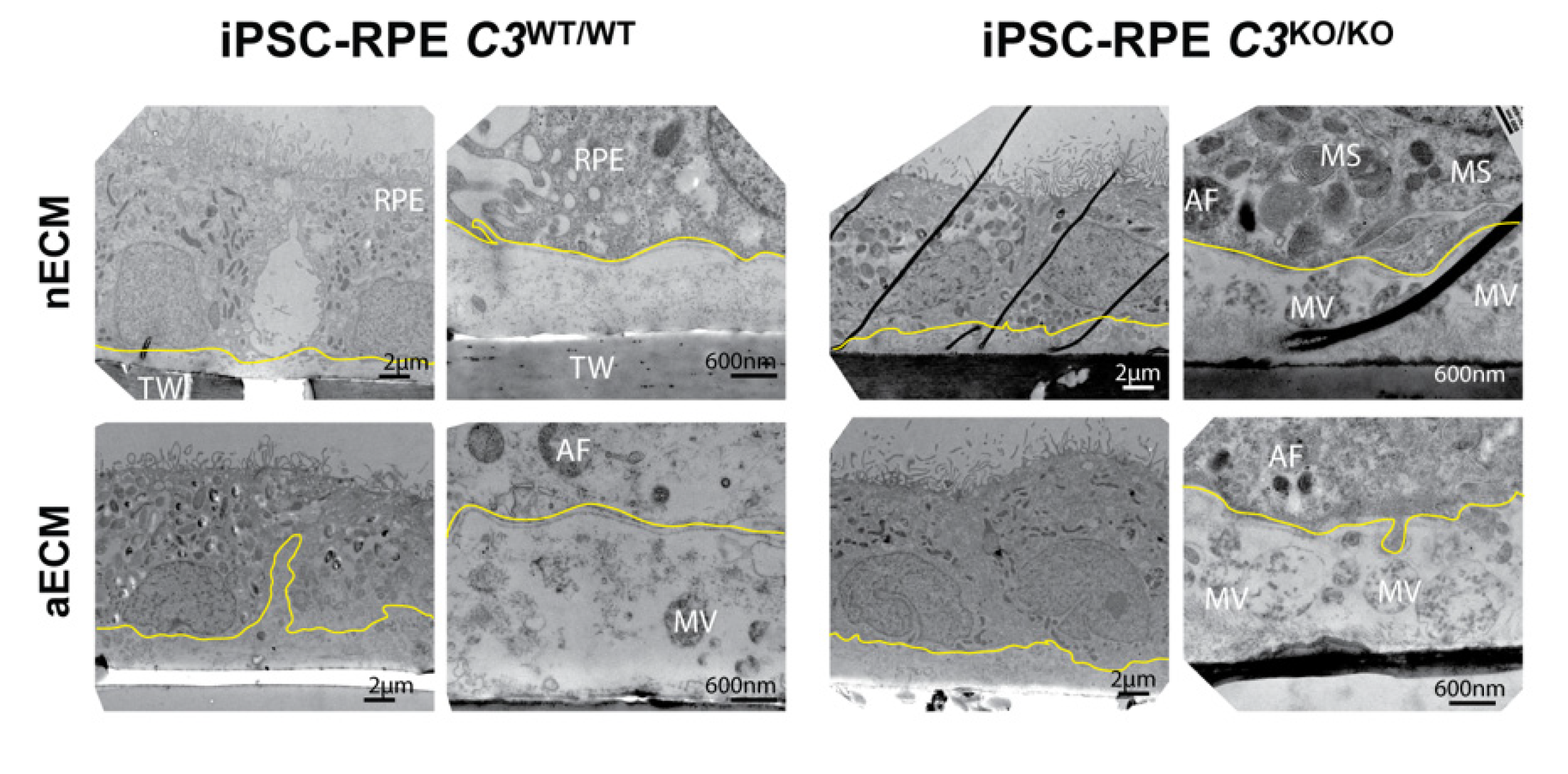 Ijms 22 08183 g005 550
