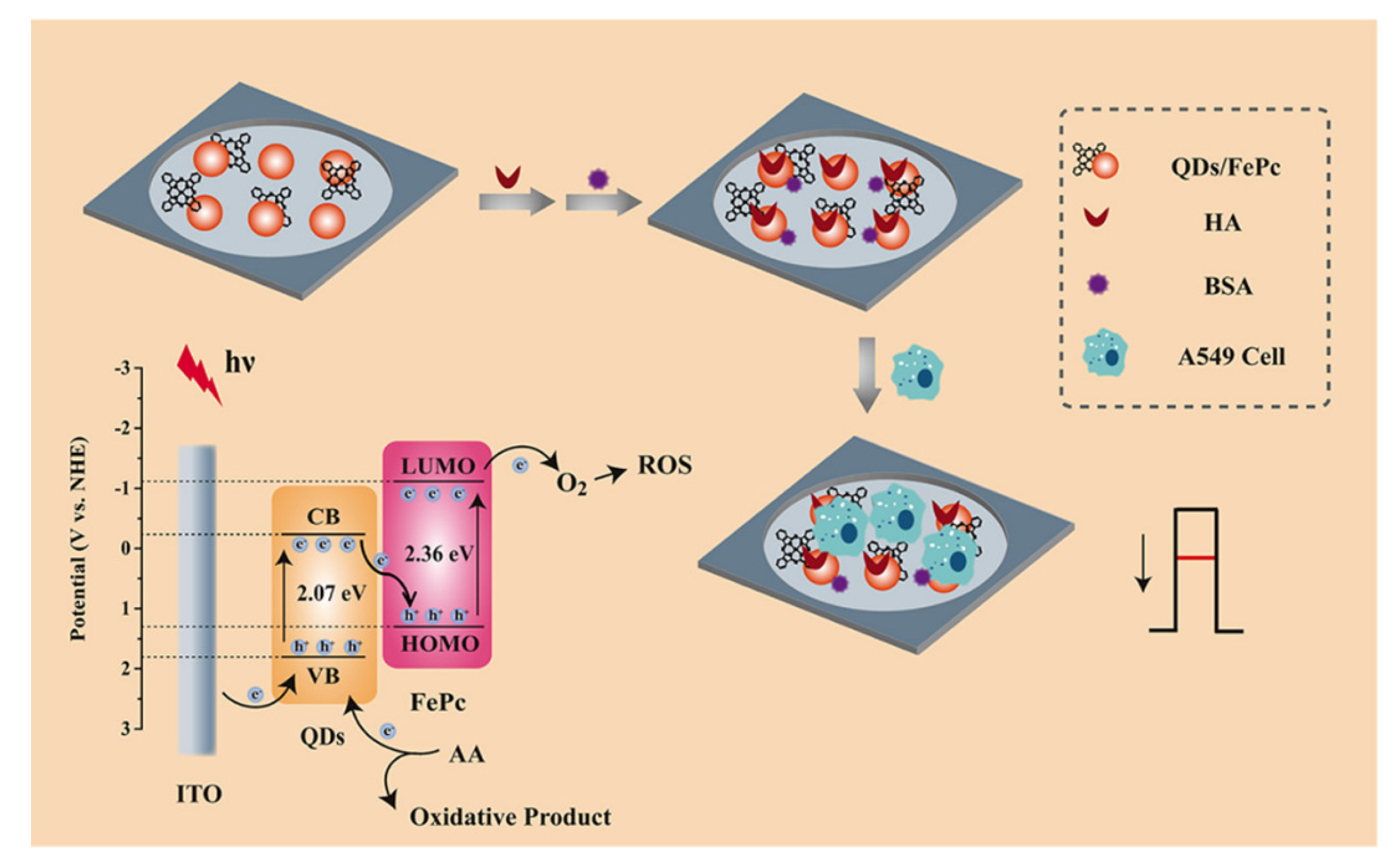 Ijms 22 08184 g004 Ijms 22 08184 g004