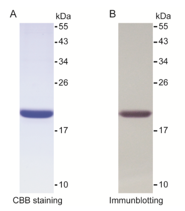 Ijms 22 08198 g003 550