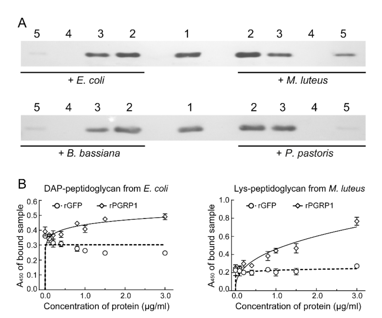 Ijms 22 08198 g004 550