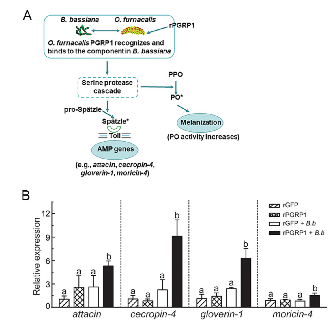 Ijms 22 08198 g007 550