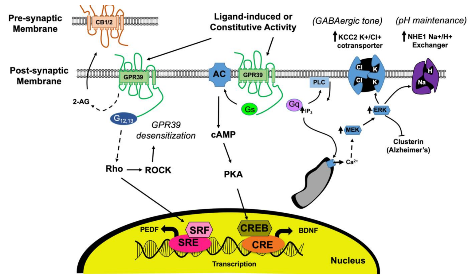 Role of GPR39 in Neurovascular Homeostasis and Disease