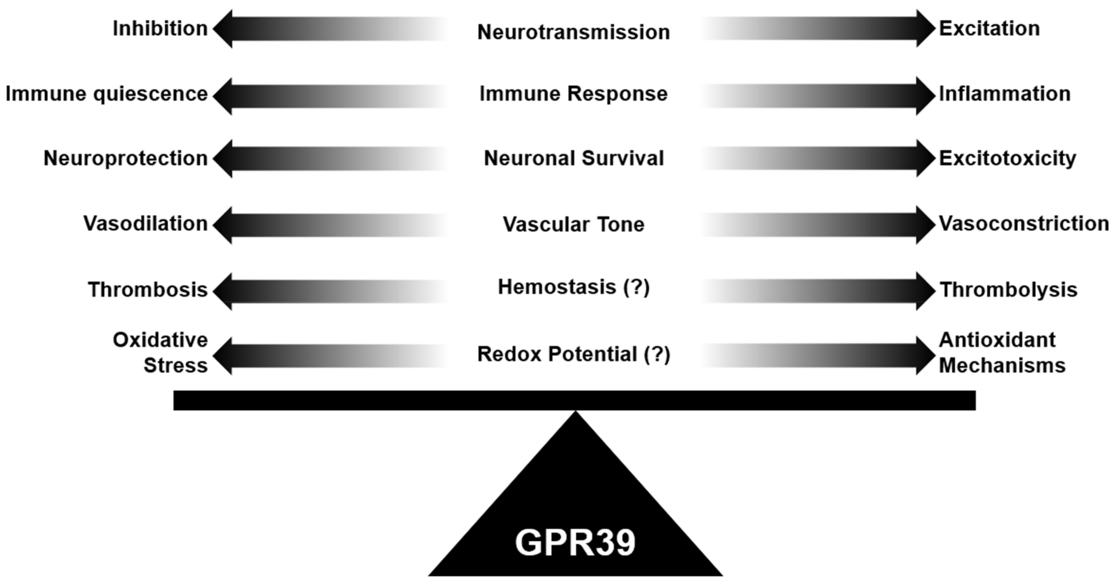 Role of GPR39 in Neurovascular Homeostasis and Disease
