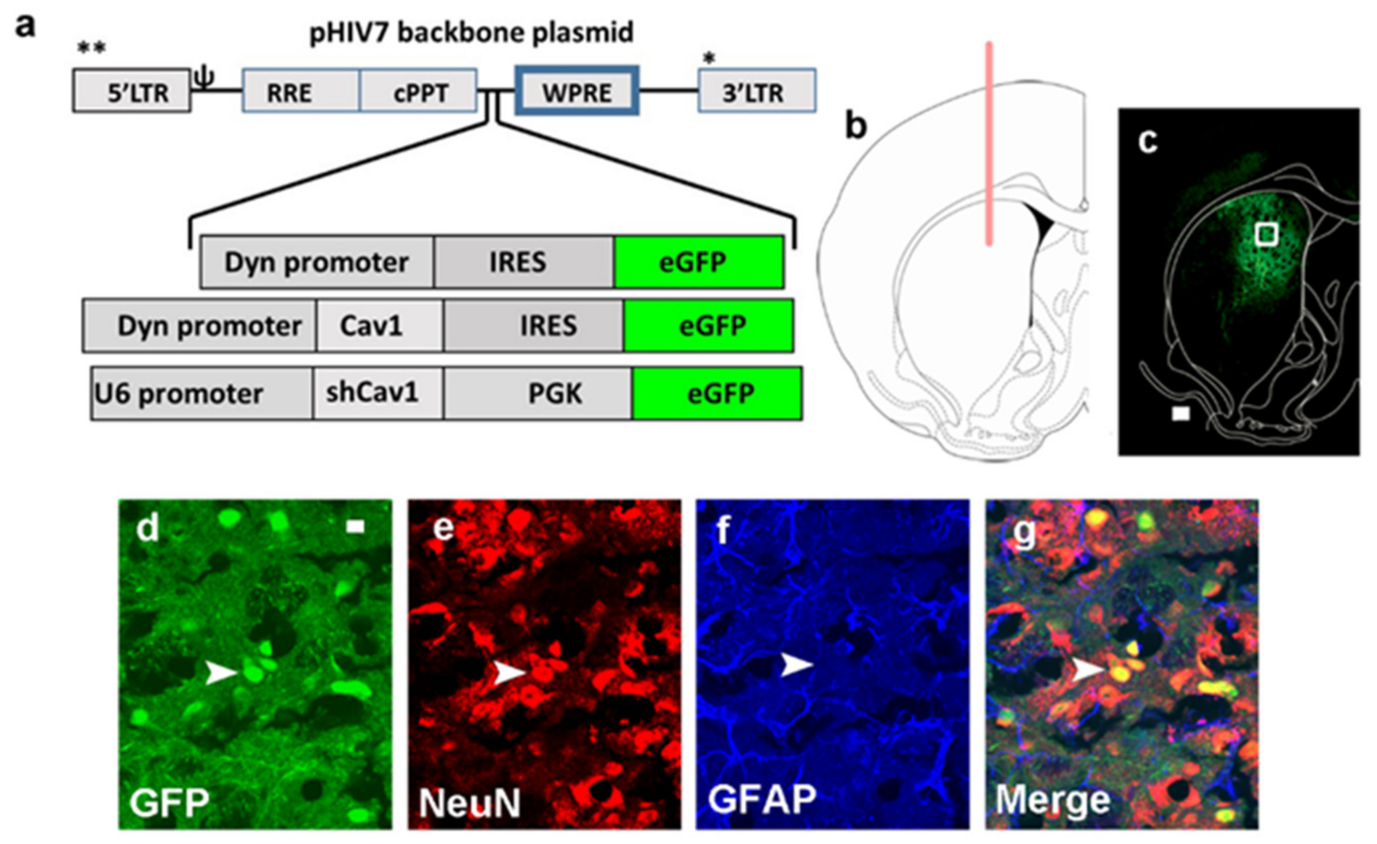 Ijms 22 08219 g001 Ijms 22 08219 g001
