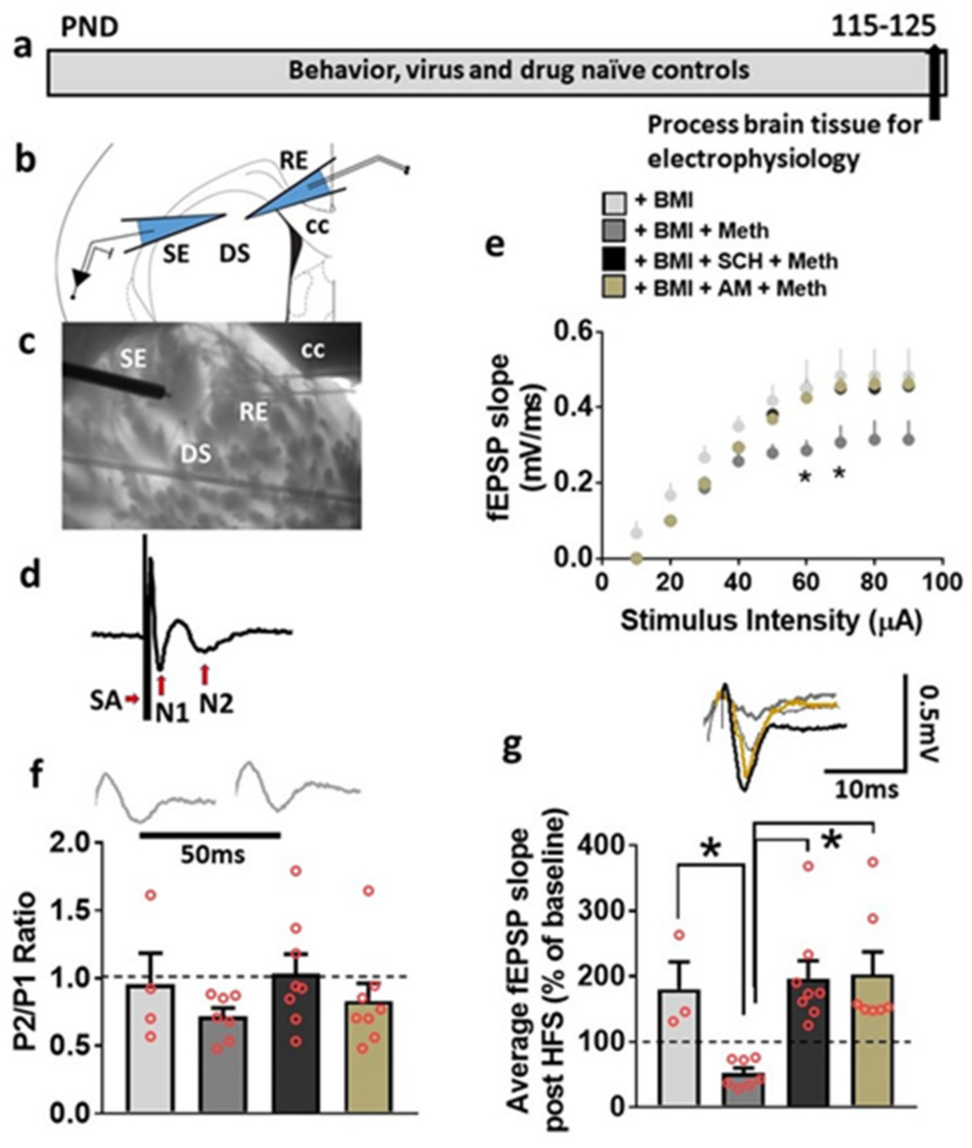 Ijms 22 08219 g004 Ijms 22 08219 g004