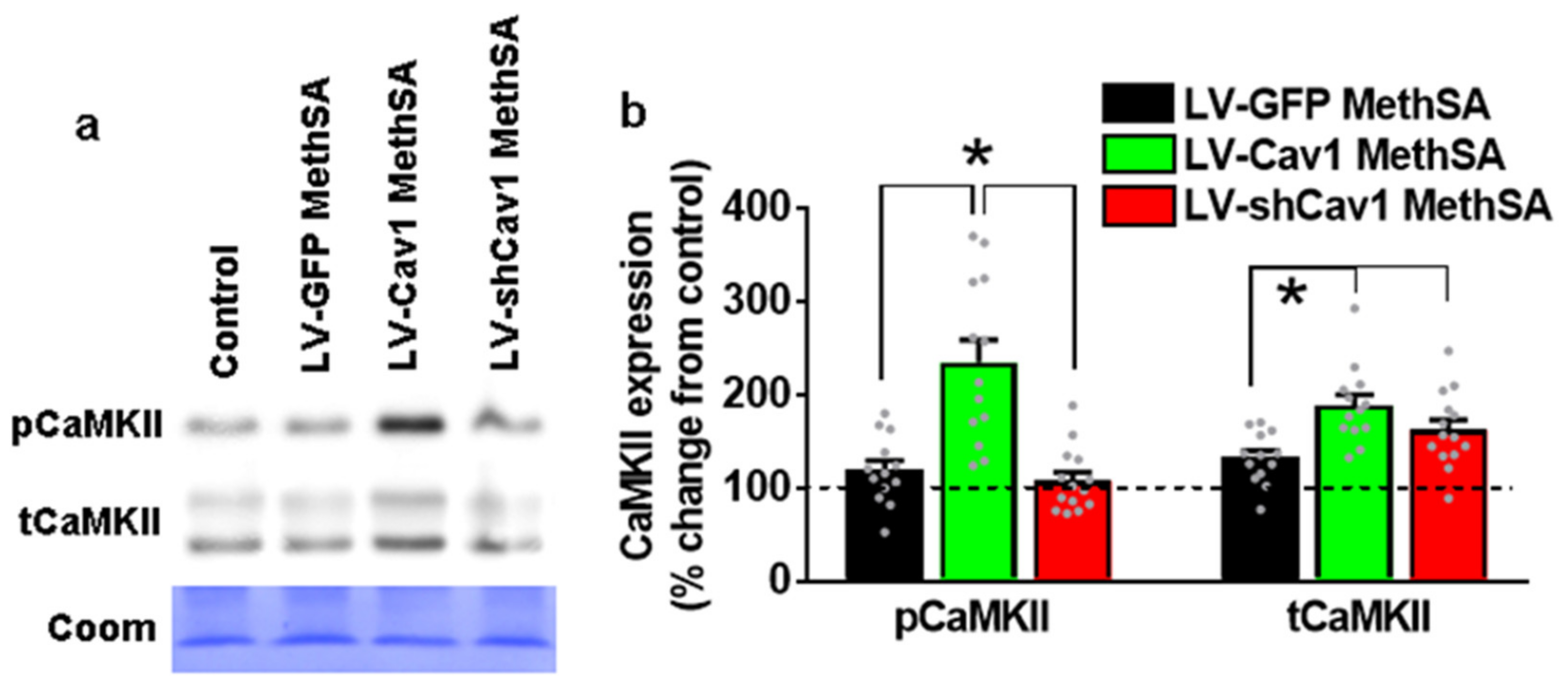 Ijms 22 08219 g007 Ijms 22 08219 g007