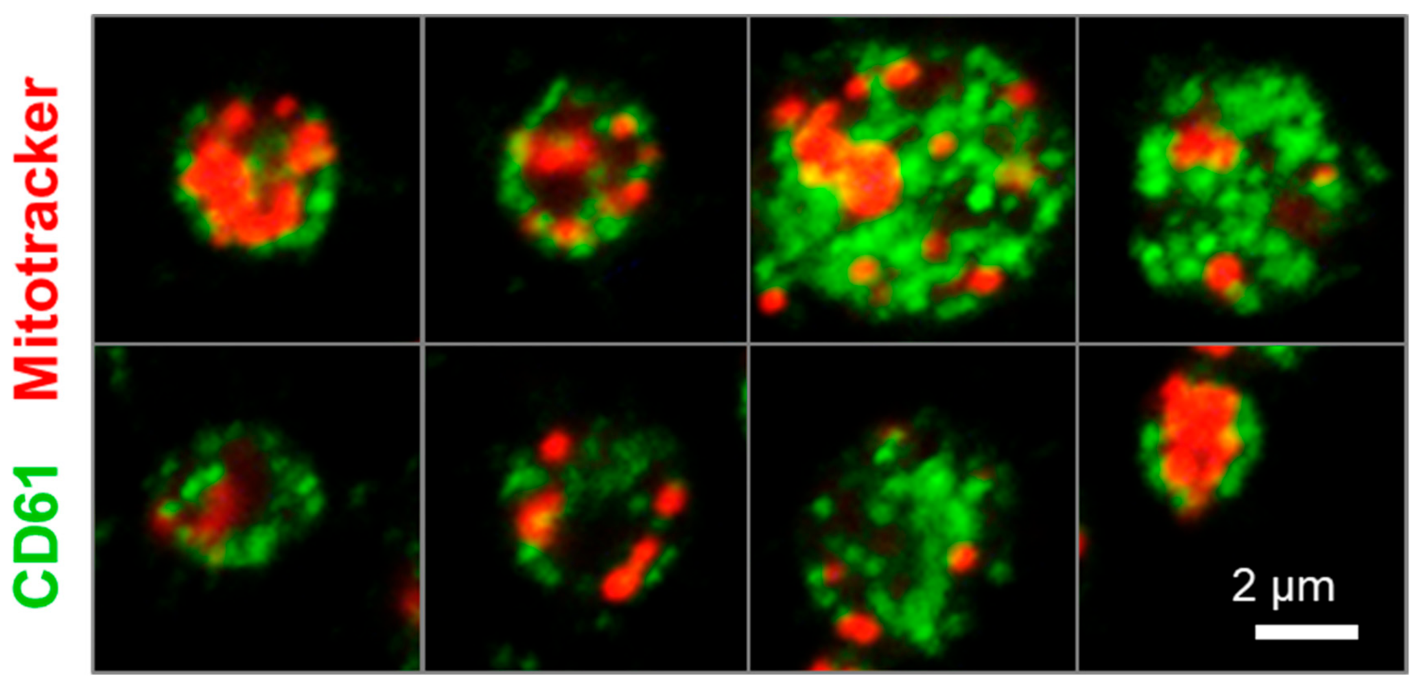 Ijms 22 08224 g0a3 550