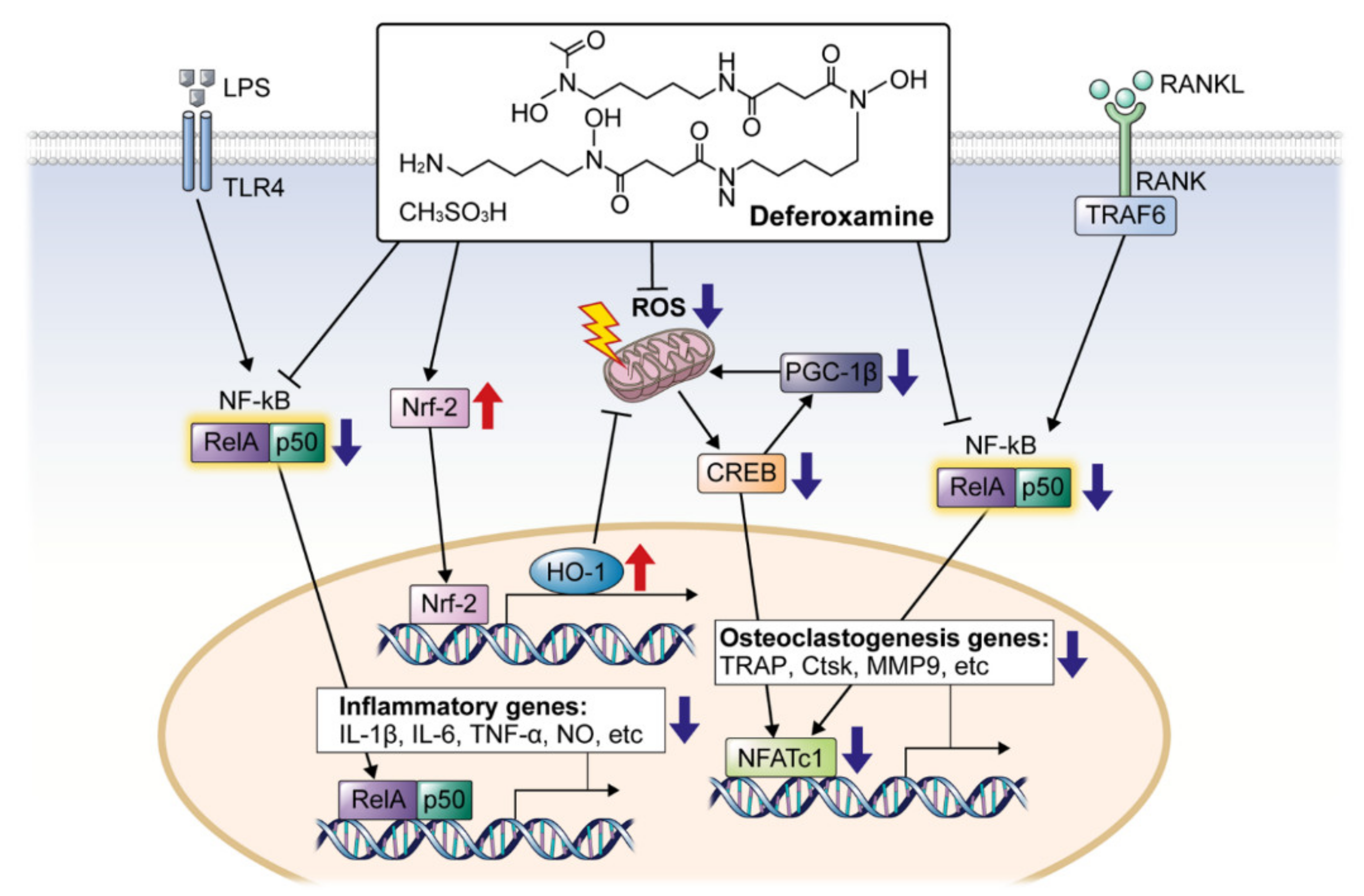 Ijms 22 08225 g006 550