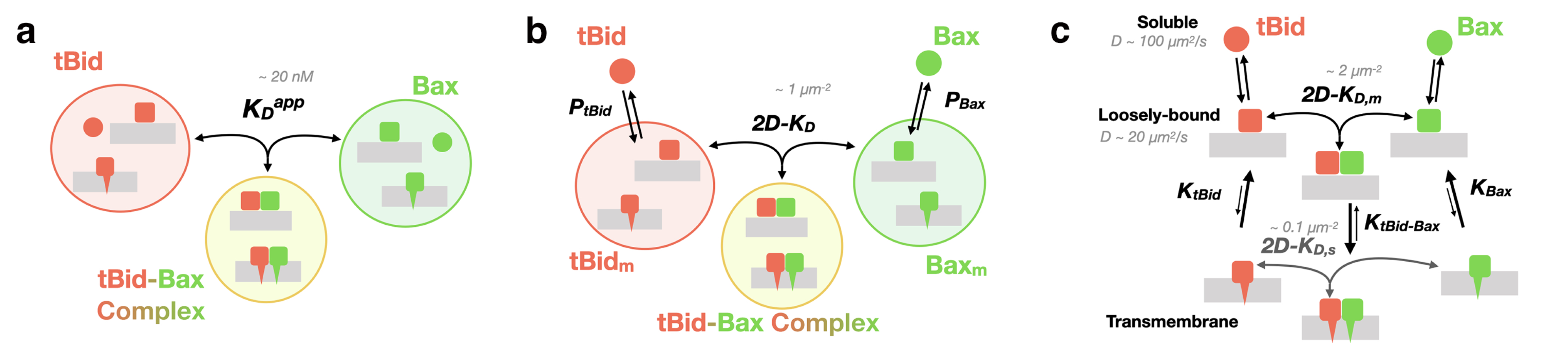Ijms 22 08240 g008 Ijms 22 08240 g008