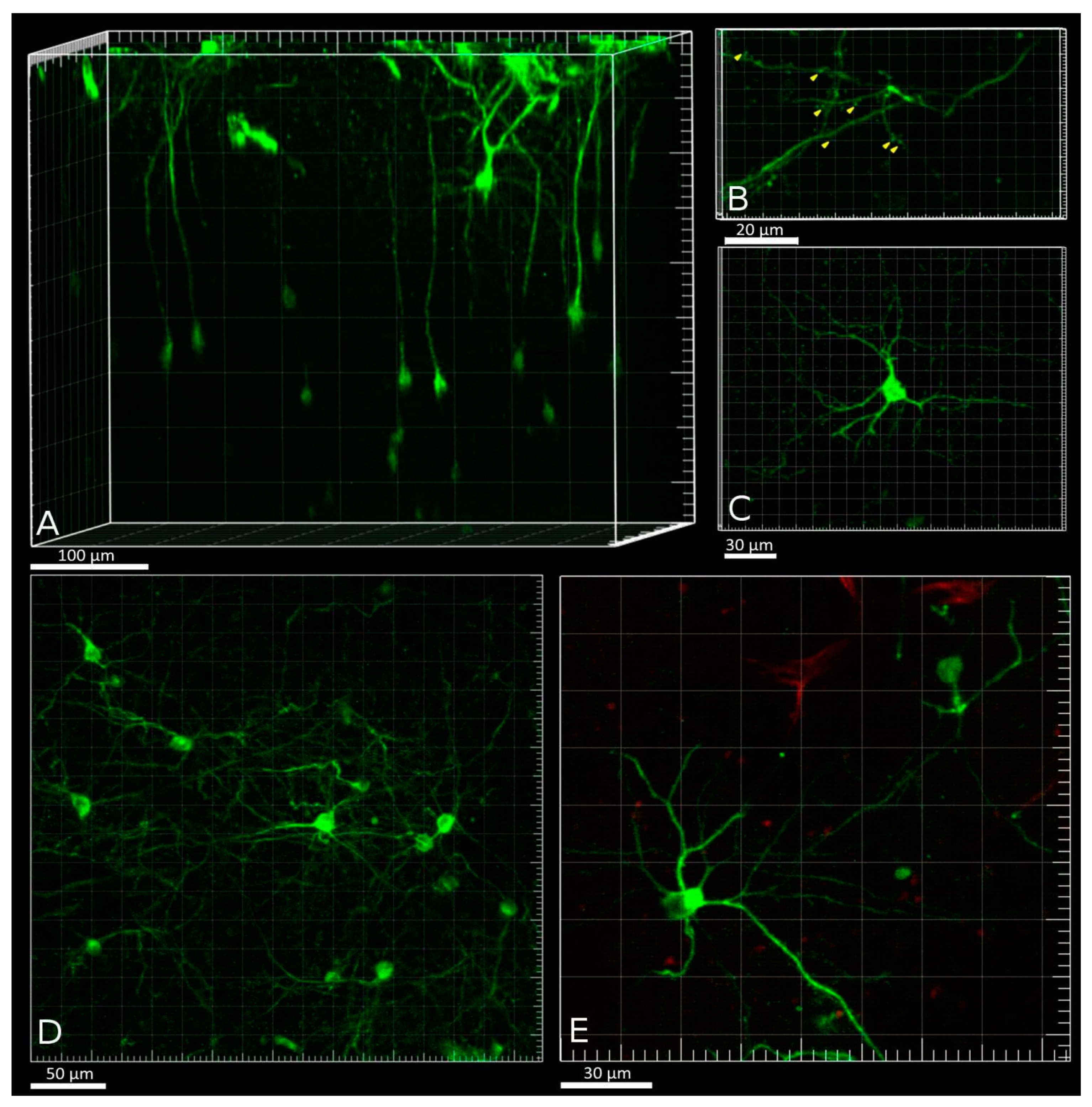 Ijms 22 08244 g006 550