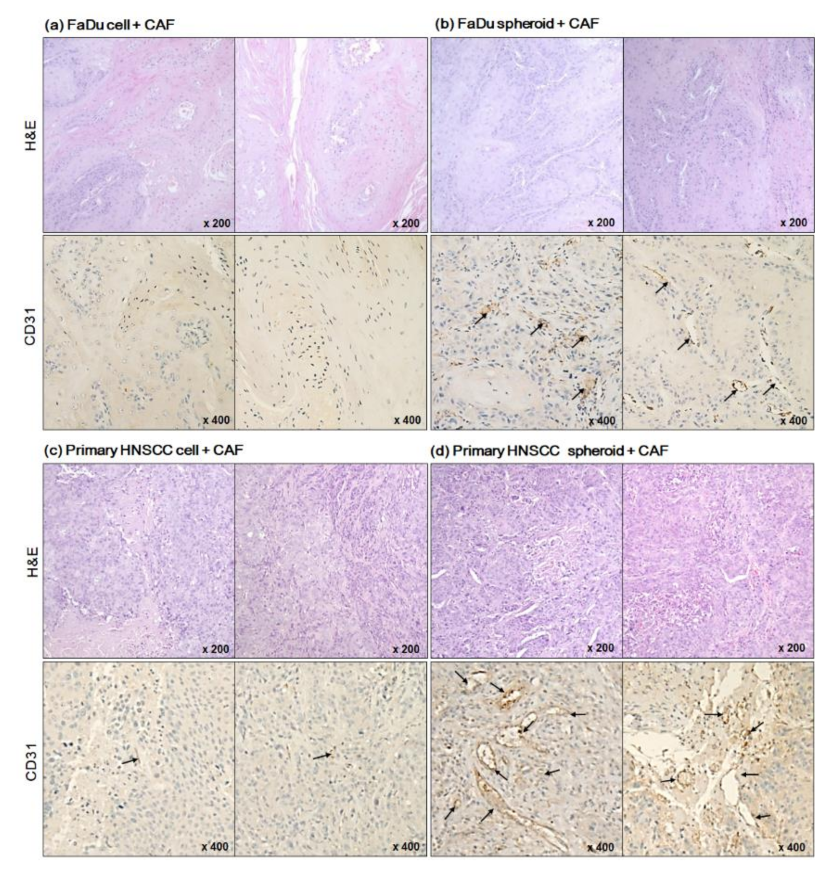 Ijms 22 08245 g006a