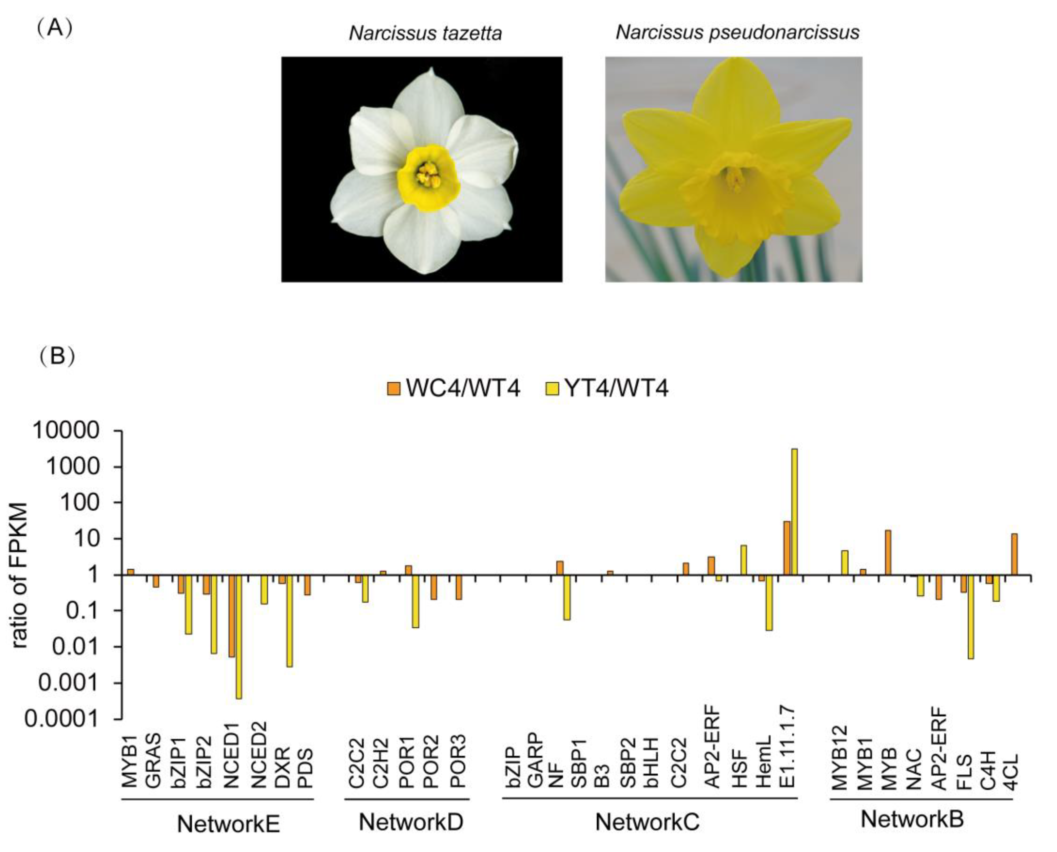 IJMS Free Full-Text Transcriptome-Based WGCNA Analysis Reveals Regulated Metabolite Fluxes between Floral Color and Scent in Narcissus tazetta Flower