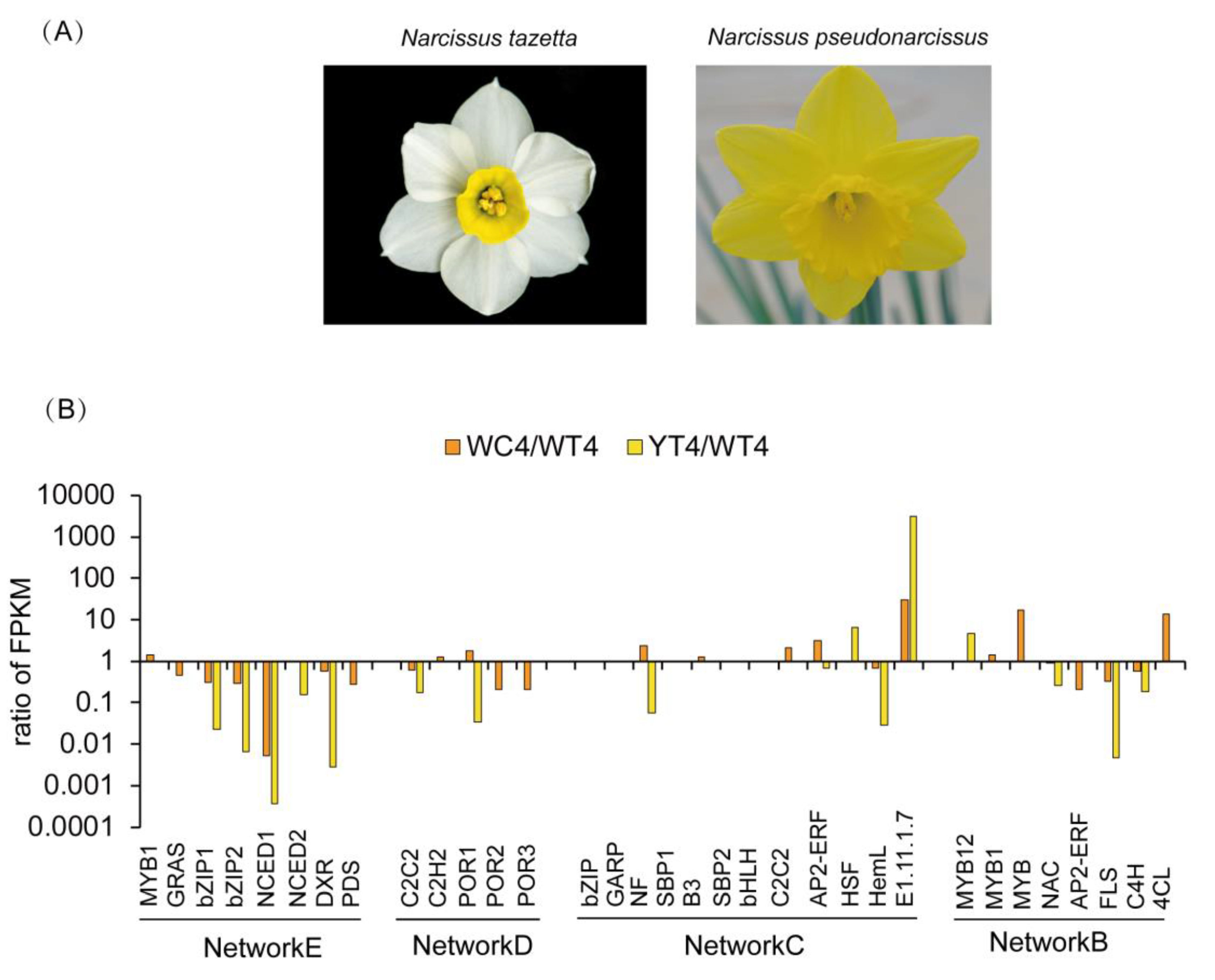 Ijms Free Full Text Transcriptome Based Wgcna Analysis Reveals Regulated Metabolite Fluxes Between Floral Color And Scent In Narcissus Tazetta Flower Html